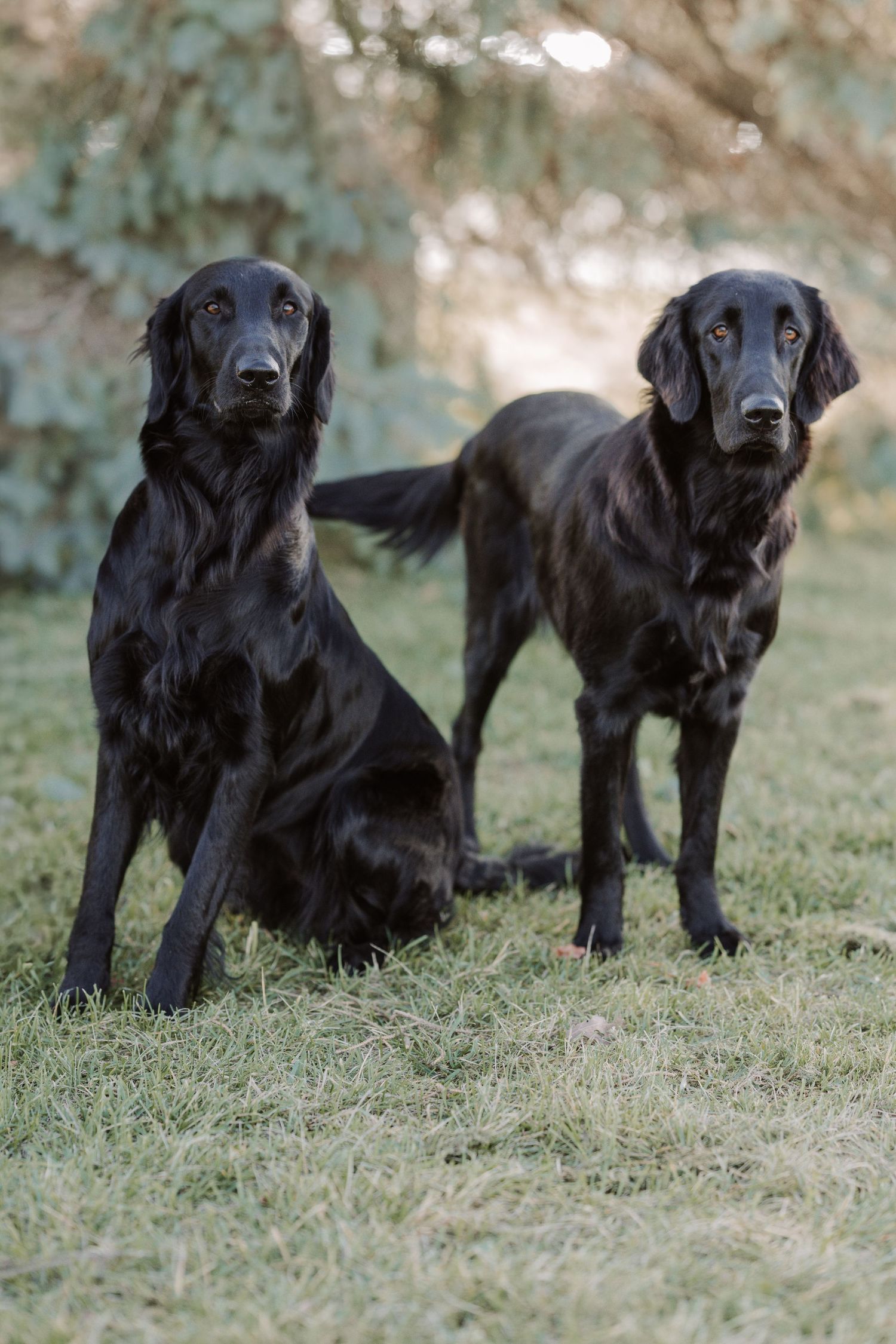 flat coated retrievers posing during pet session in Belleville Ontario | Yesterday's Focus