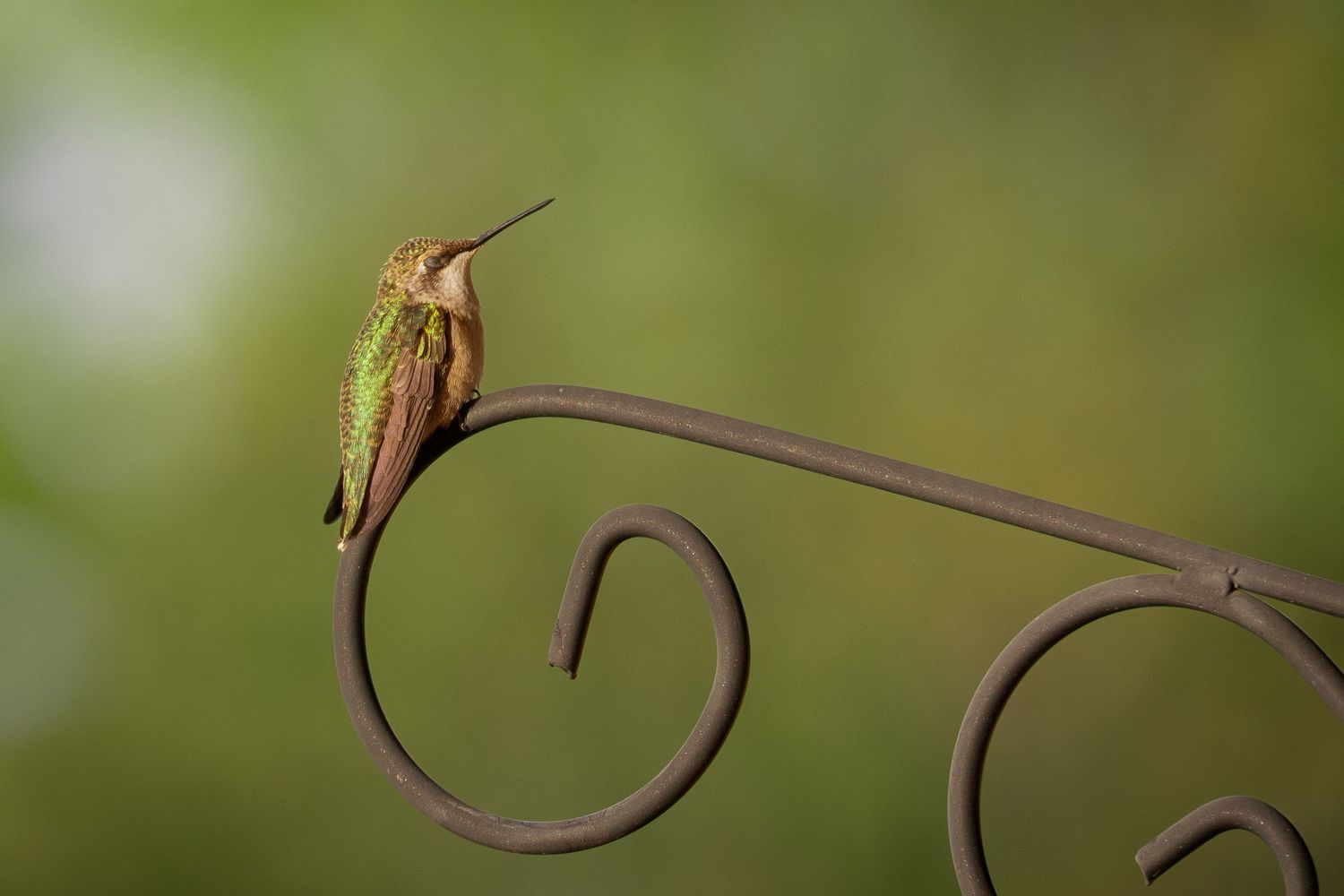 Hummingbird resting on wire in Madoc Ontario, Yesterday's Focus