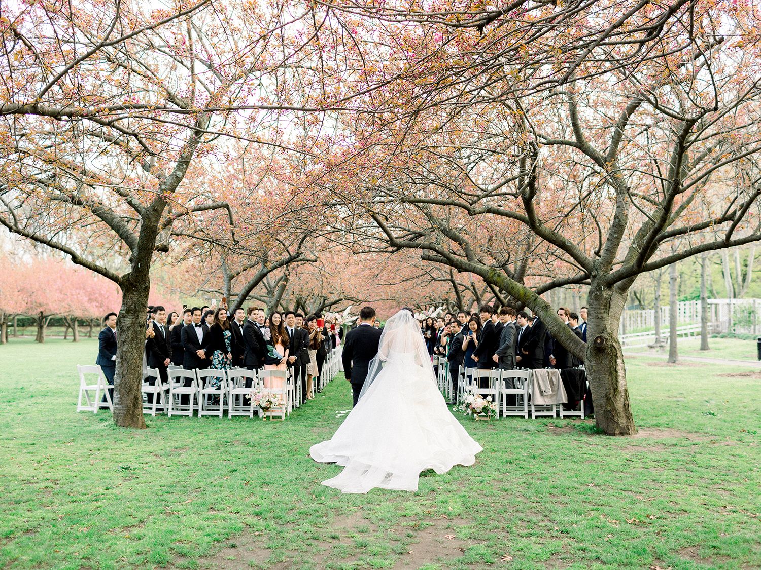 Wedding processional under a canopy of blooming cherry trees with guests seated on white chairs.