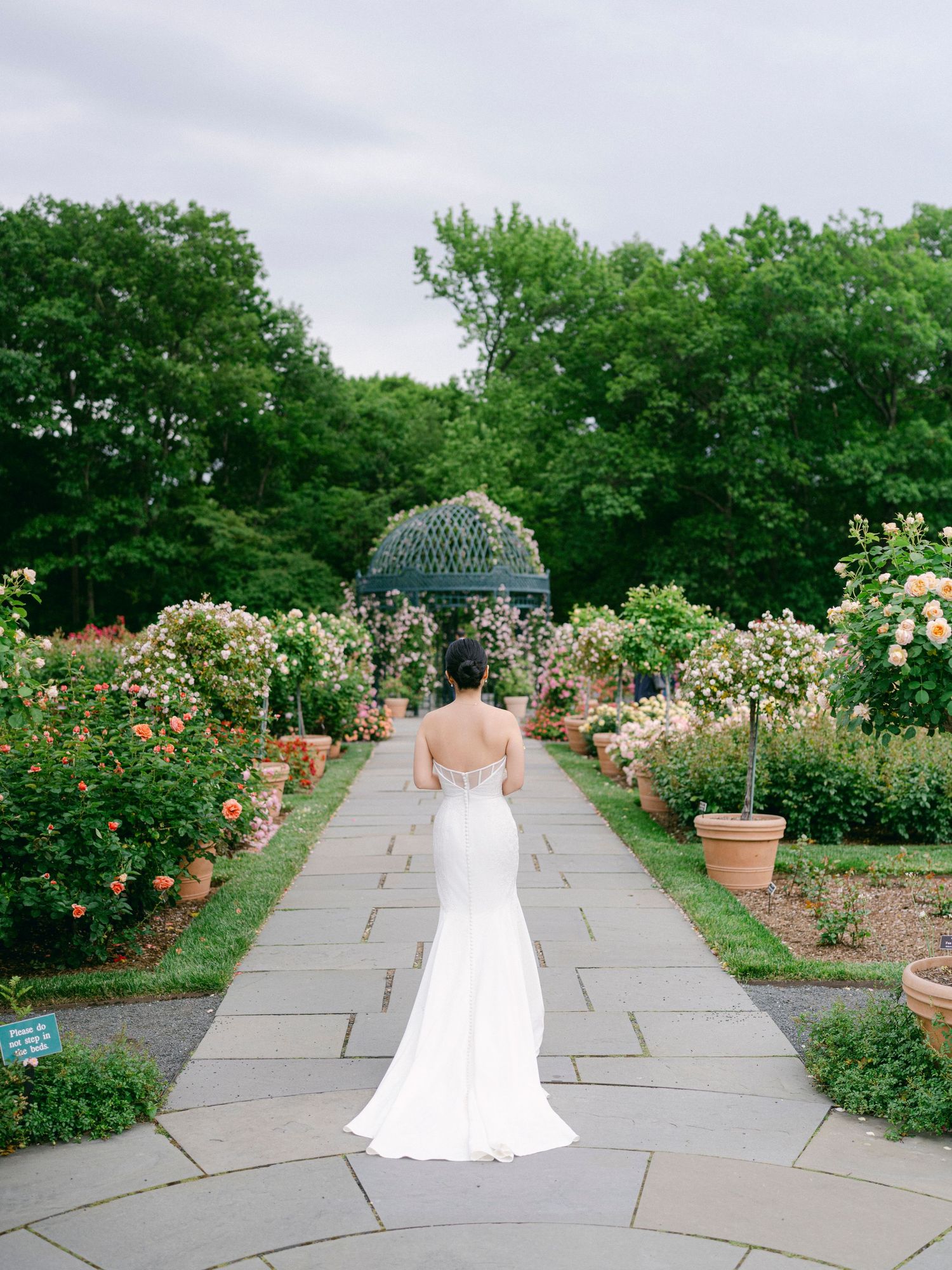 White wedding dress silhouette against garden path lined with blooming rose bushes.