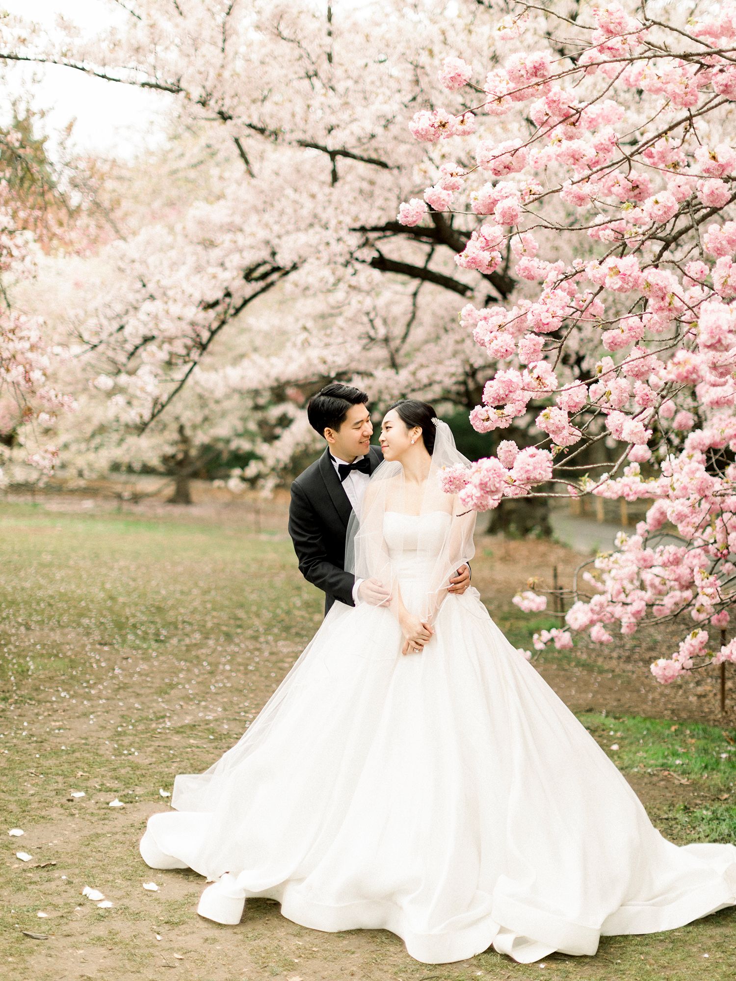 A romantic wedding photoshoot under blooming cherry blossom trees with flowing white dress.