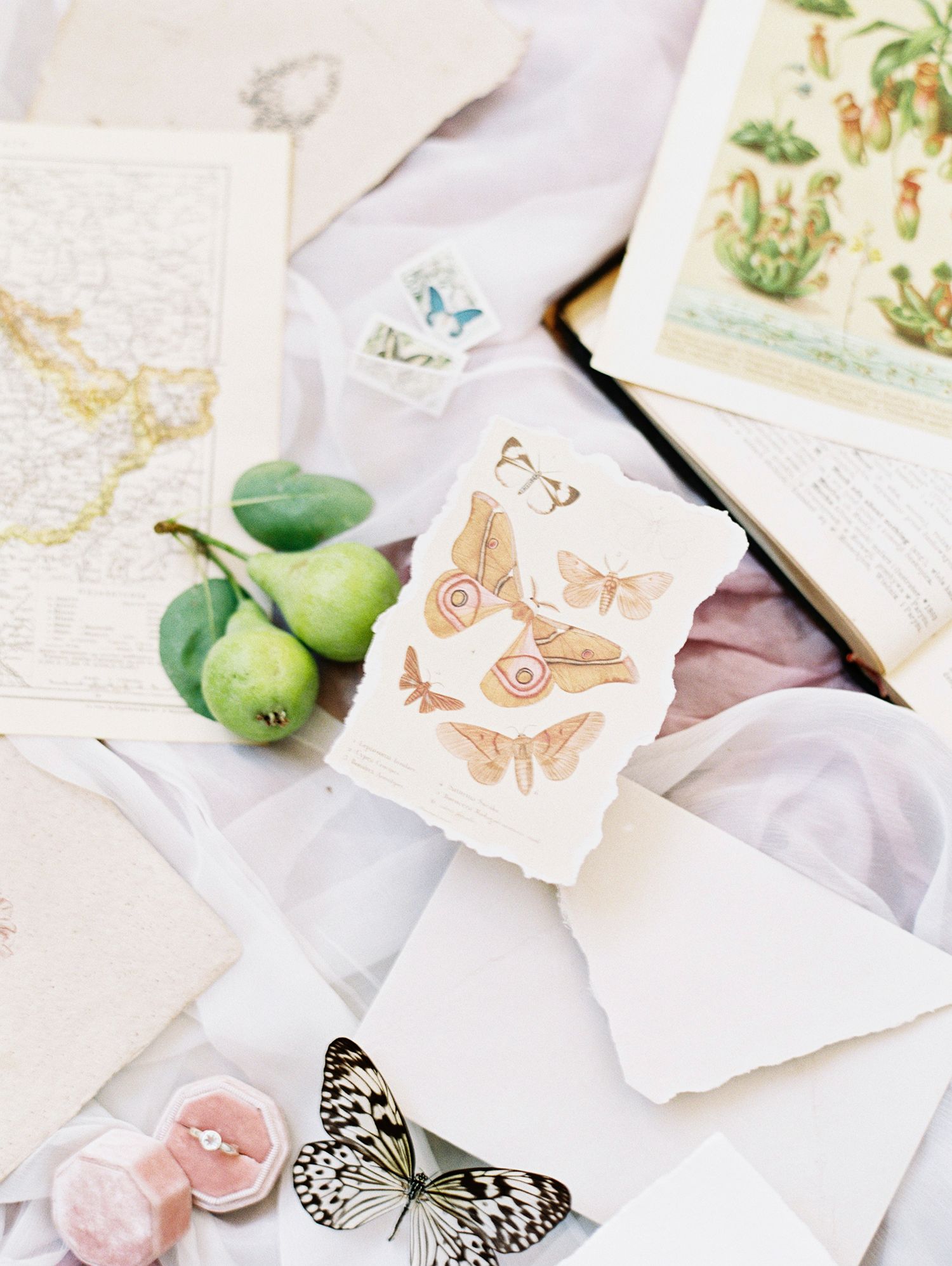 Delicate butterfly illustrations and green fruits arranged on white paper with soft pink accents.