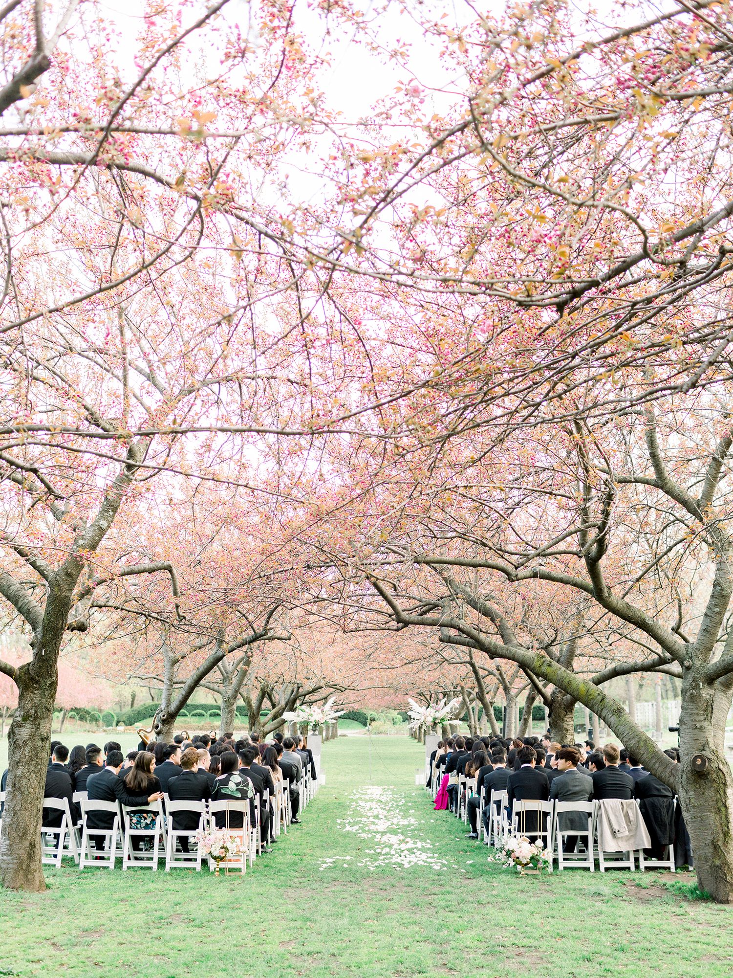 Wedding ceremony setup with white chairs under pink cherry blossom trees in a garden setting.