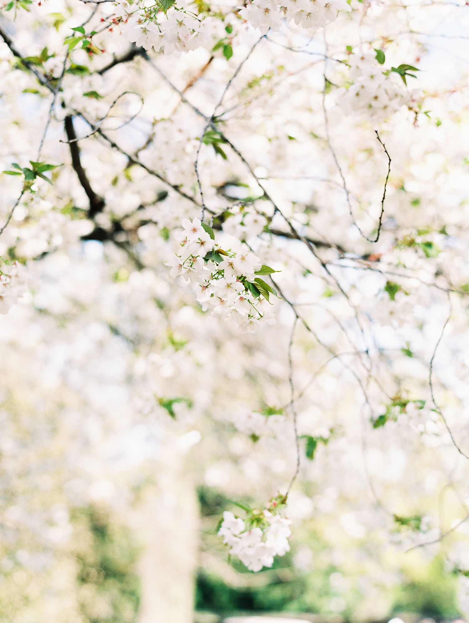 Delicate white cherry blossoms in full bloom creating a dreamy spring atmosphere.