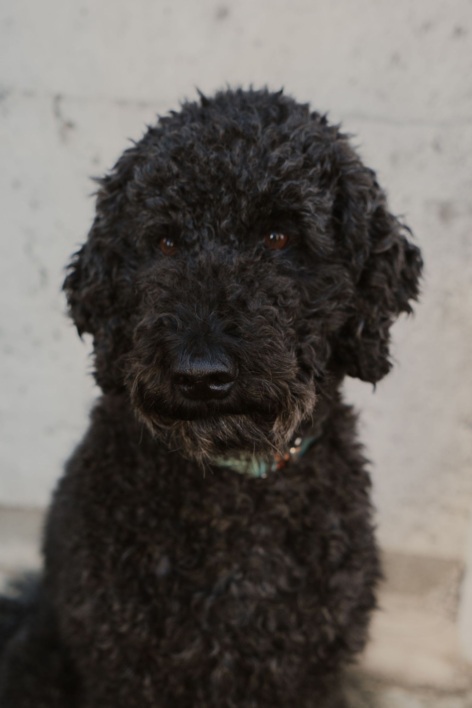 Portrait eines schwarzen Hundes vor neutralem Hintergrund. Klare Bildkomposition mit Fokus auf Fellstruktur. Zeitlose Tierfotografie