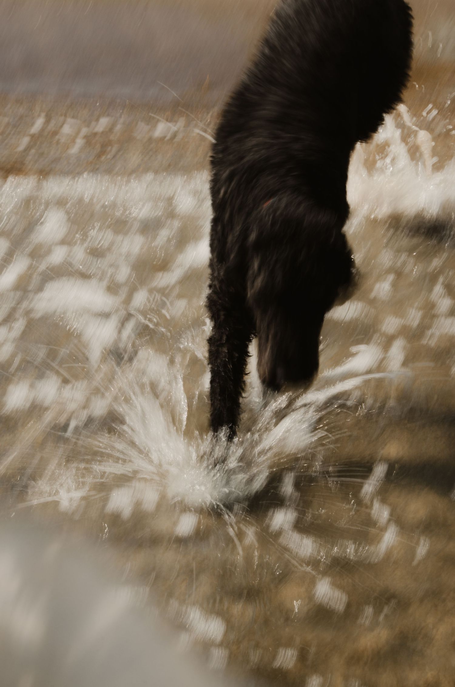 Detailaufnahme einer Hundepfote, die durch flaches Wasser läuft. Natürliche Tierfotografie mit Bewegung, Spritzwasser und erdigen Farbtönen.