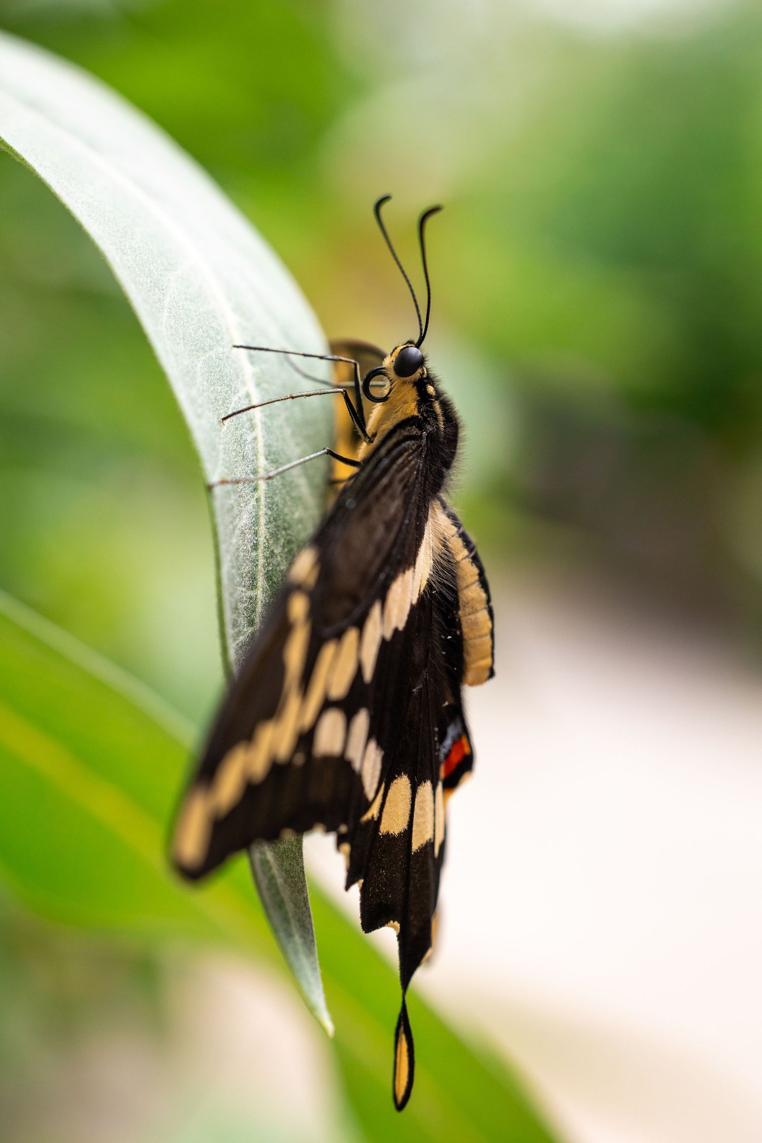 butterfly
