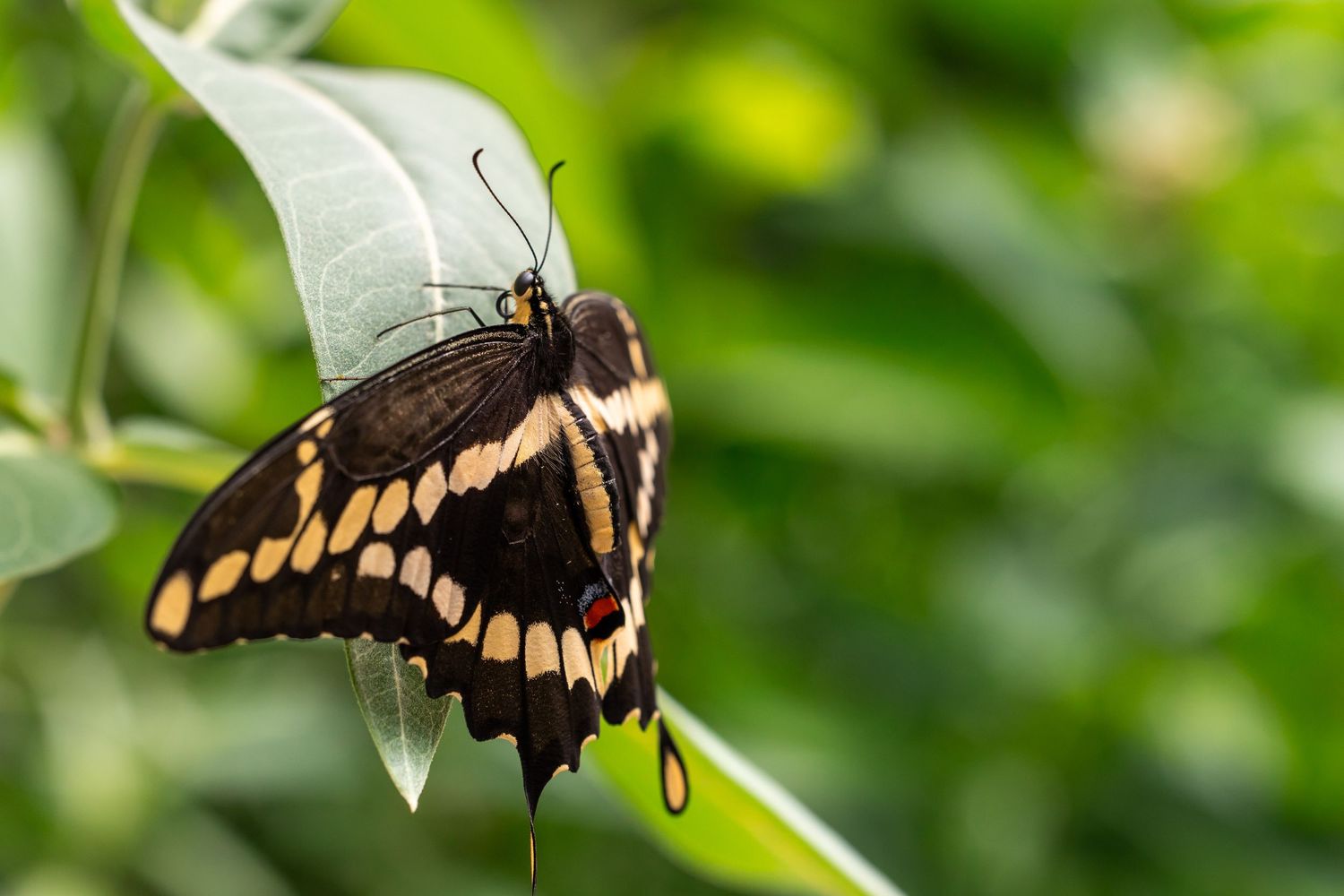 butterfly