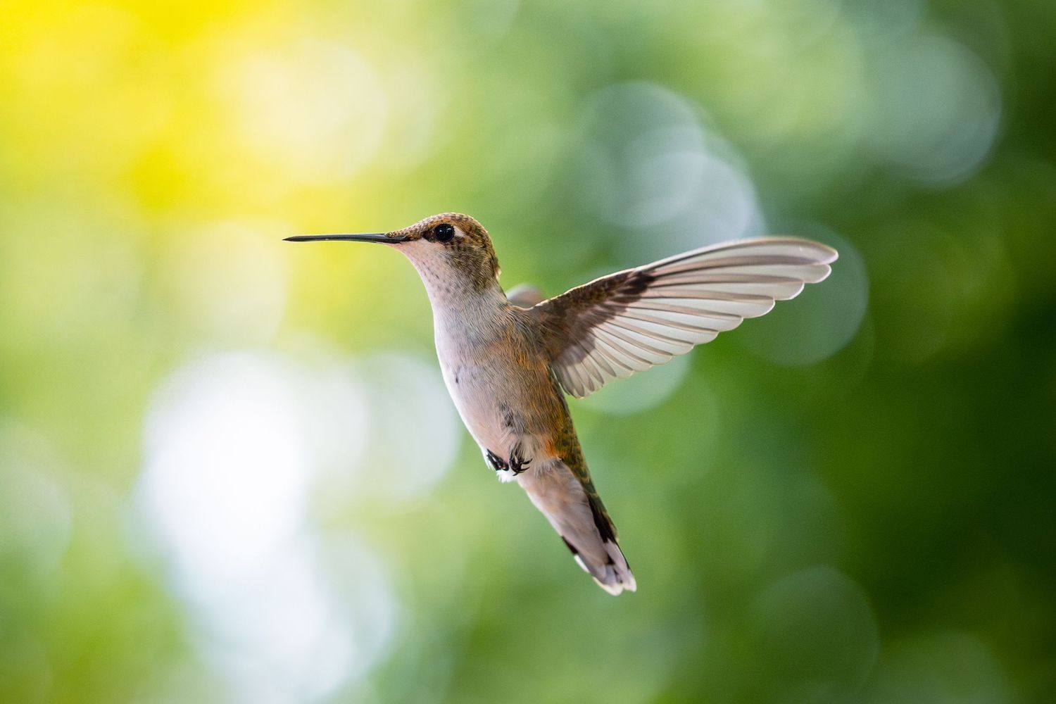 Hummingbird