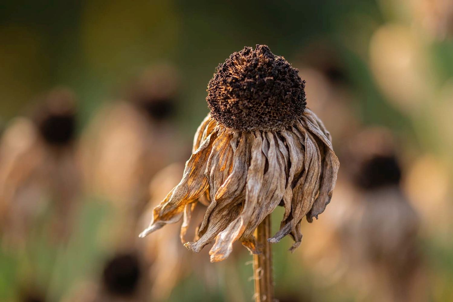A dried brown flower head with textured center against a blurred natural background.