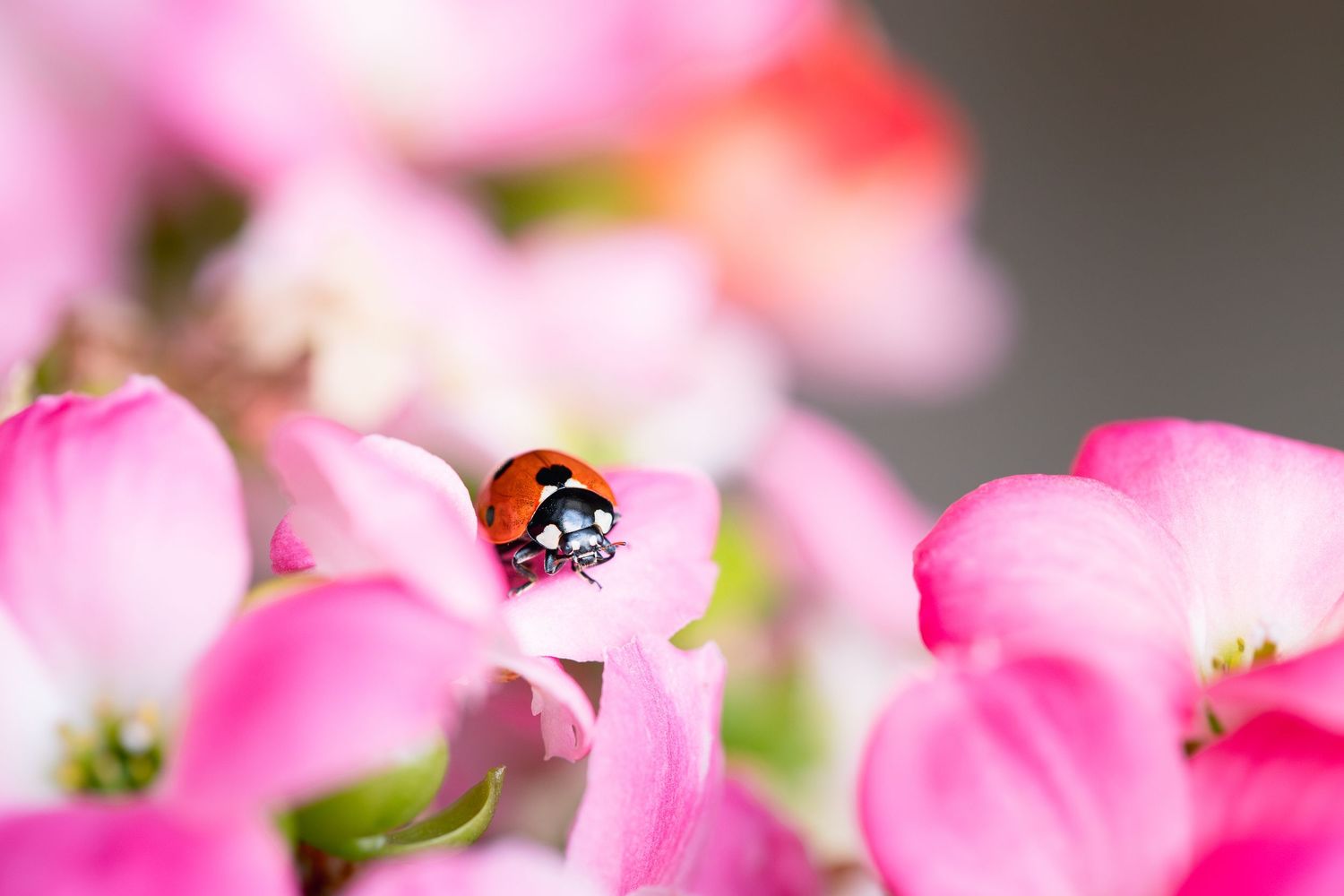 ladybug