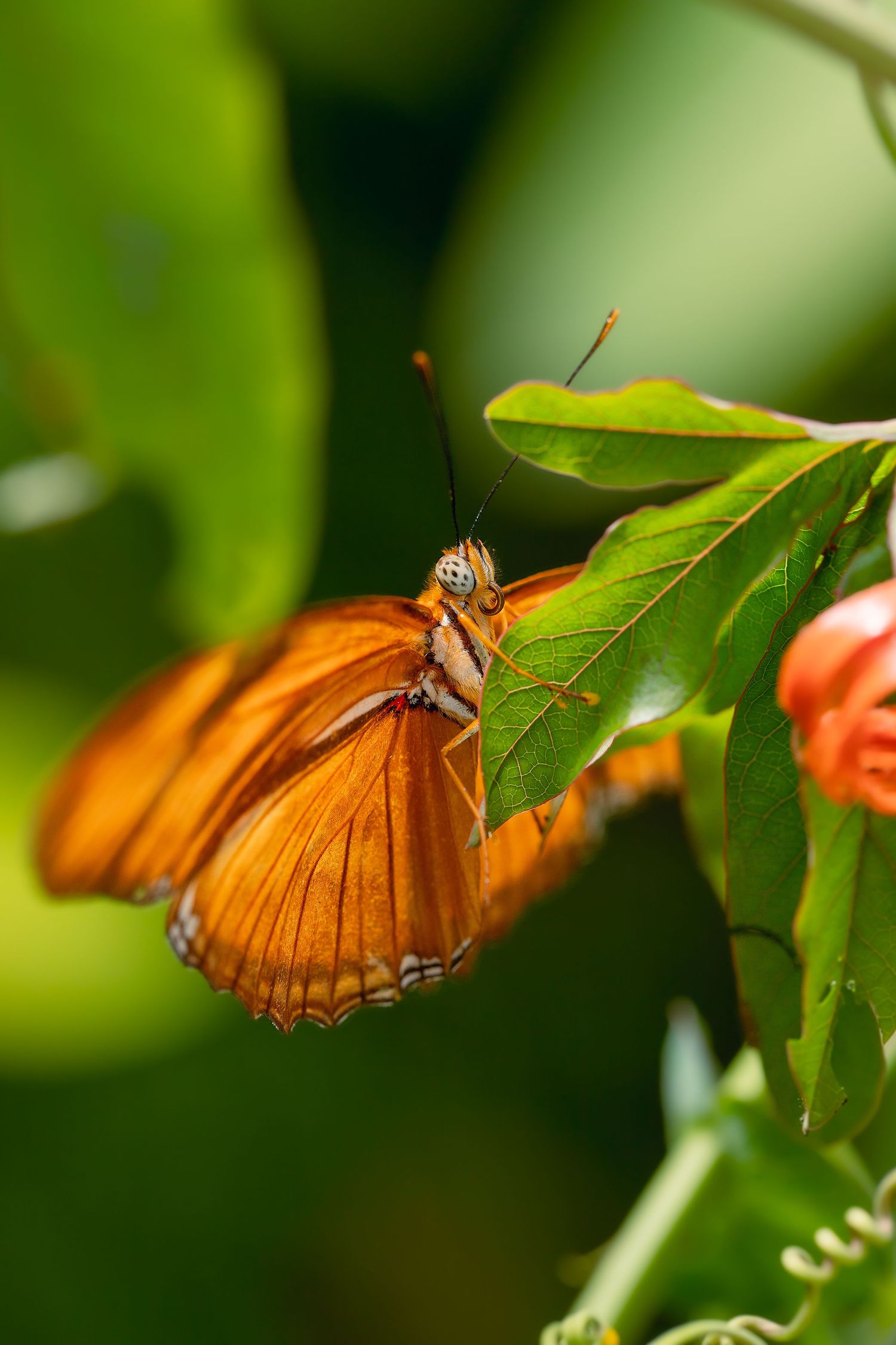 butterfly