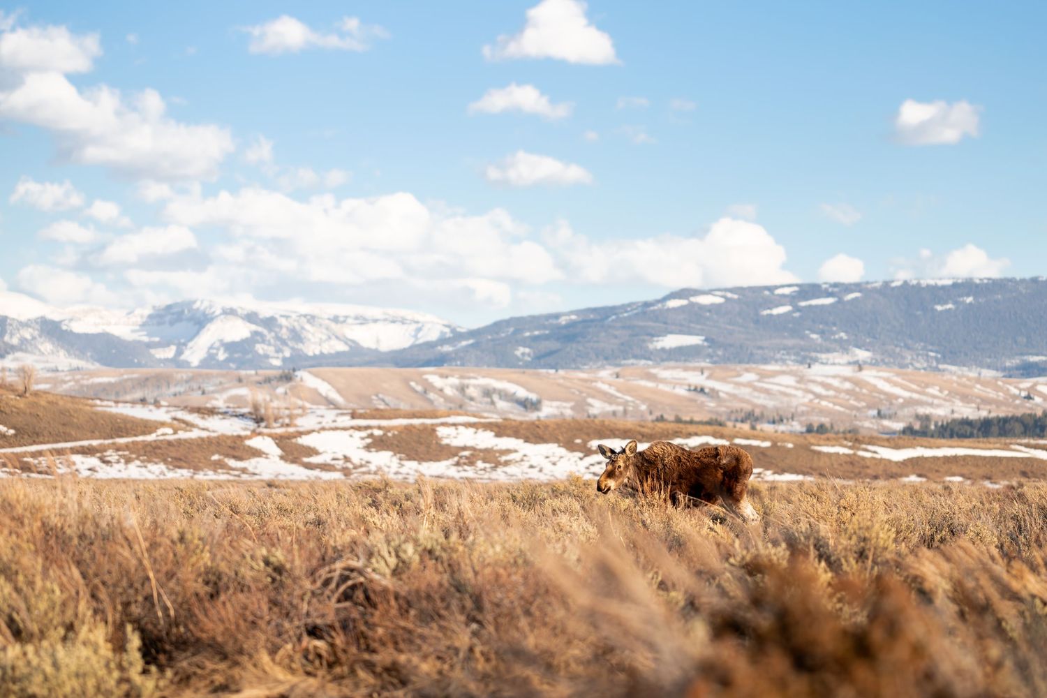Snow-capped teton national park mountain range stretches across the horizon under a bright blue sky with scattered clouds.