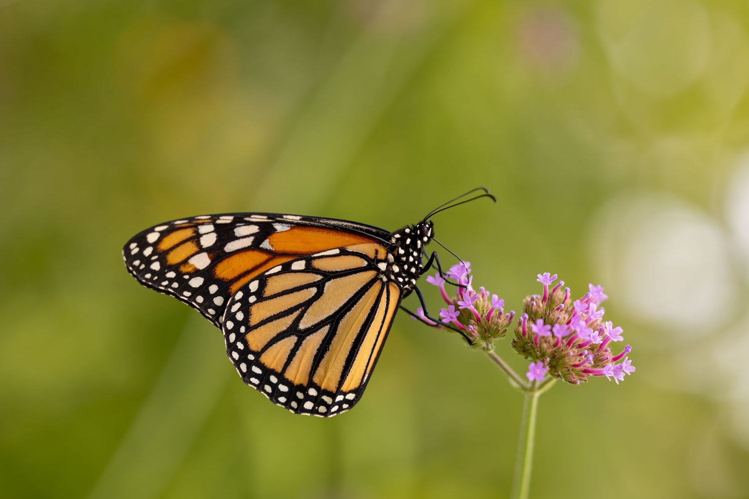 Monarch butterfly