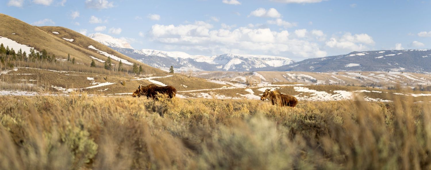 Rolling hills at grand teton national park with grazing cattle against a backdrop of snow-capped mountains under blue skies.