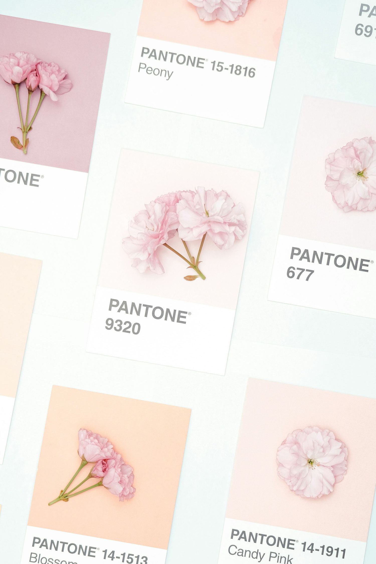 Pink peony flowers arranged on Pantone color swatches in soft pastel tones.