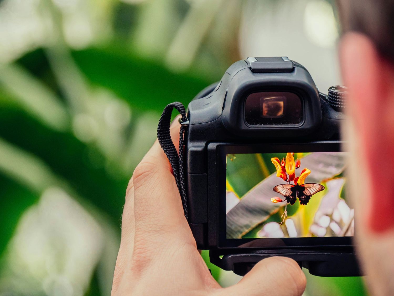 Close-up of hands photographing yellow flower with DSLR camera through viewfinder.