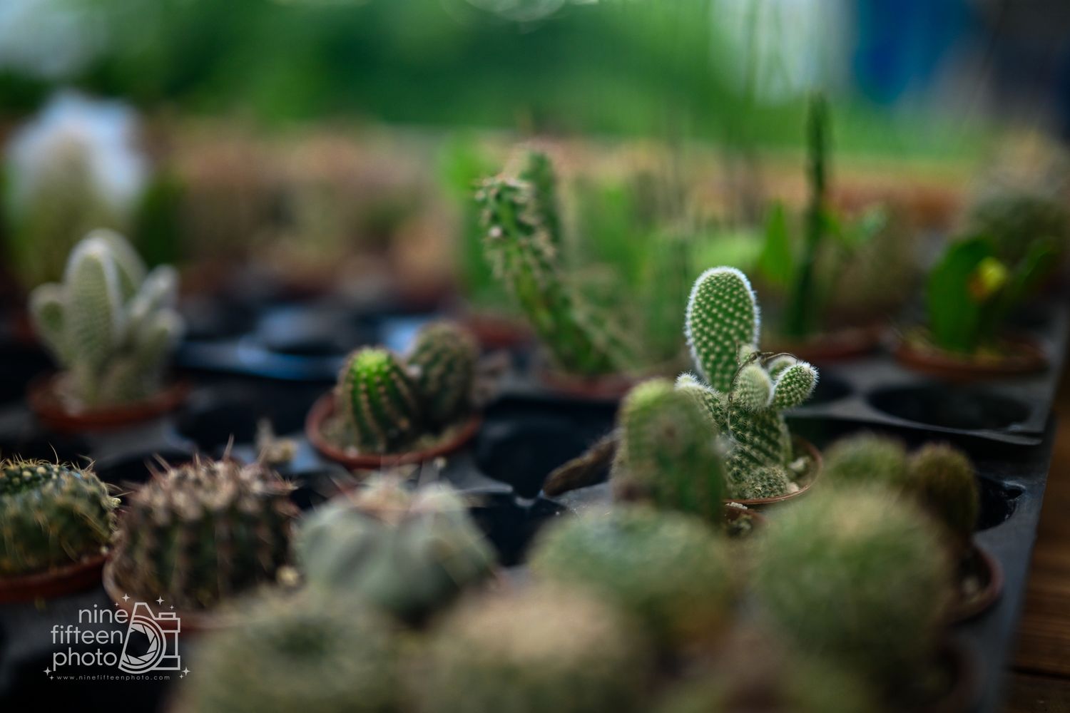 Close-up of cactus plants growing inside the greenhouse nursery at Hardesty Farms & Greenhouses.