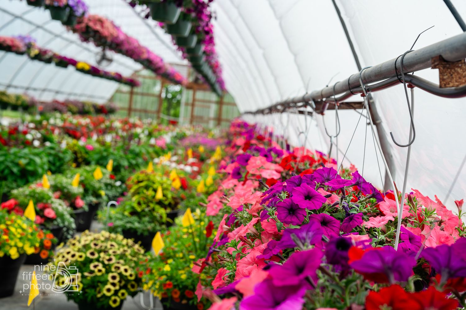 Vibrant pink and red petunia hanging baskets filling the greenhouse at Hardesty Farms & Greenhouses