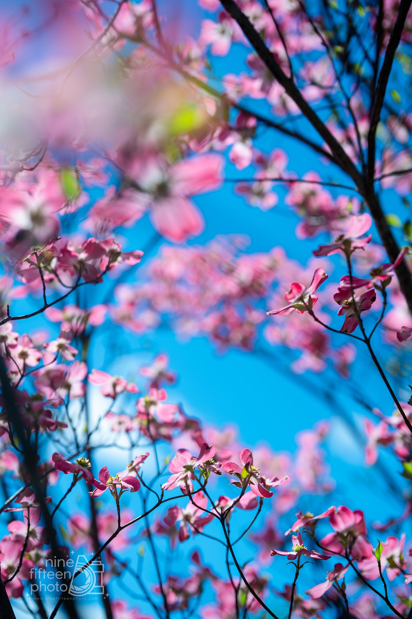 Pink dogwood blossoms bloom against a vivid blue sky, with delicate branches framing the spring floral display.