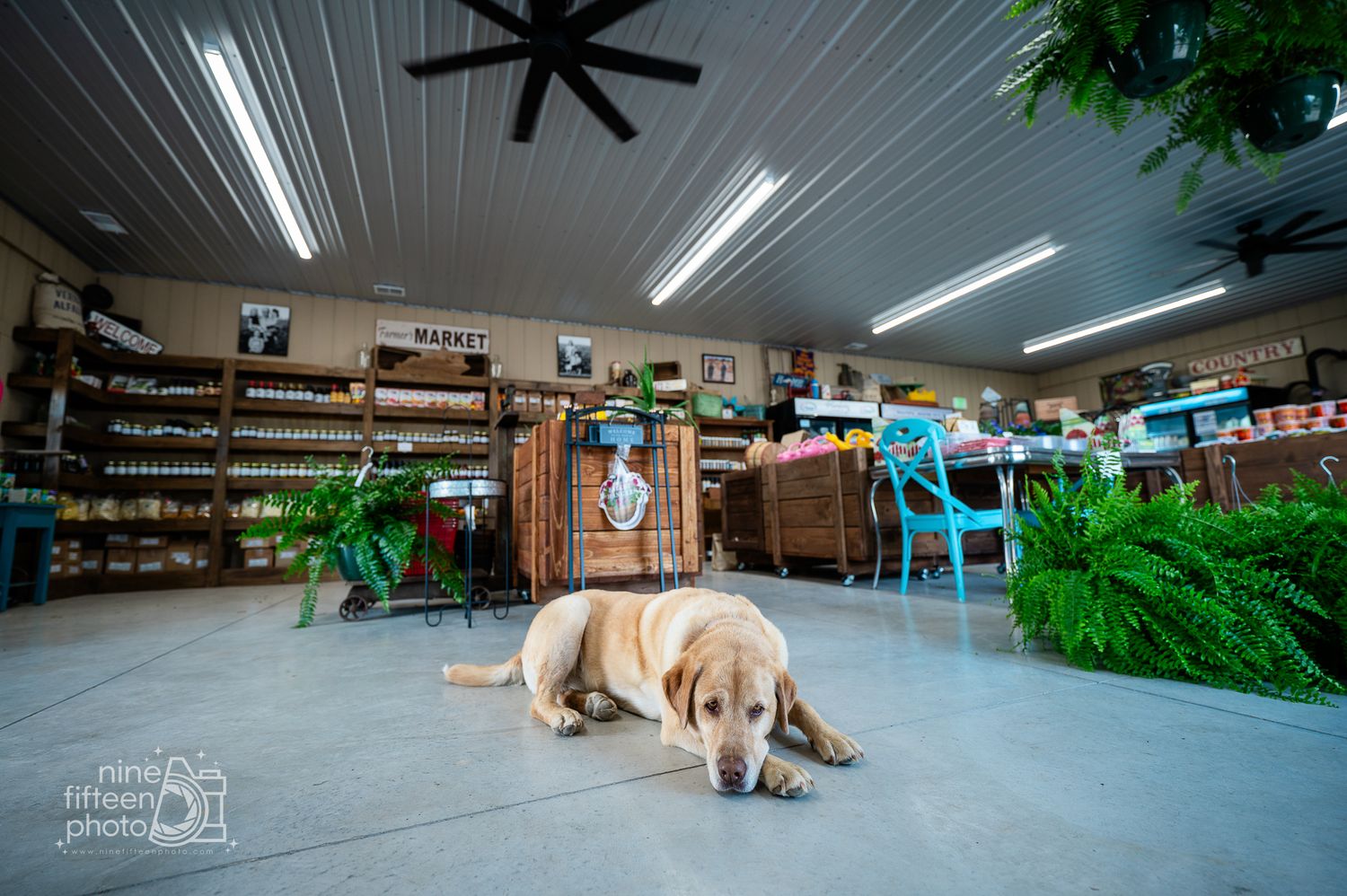A golden Labrador rests on the floor of a rustic farm market store with shelves of products.