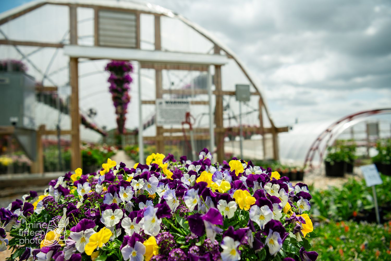 Colorful purple and yellow pansies in foreground with greenhouse structures and hanging baskets under cloudy sky.