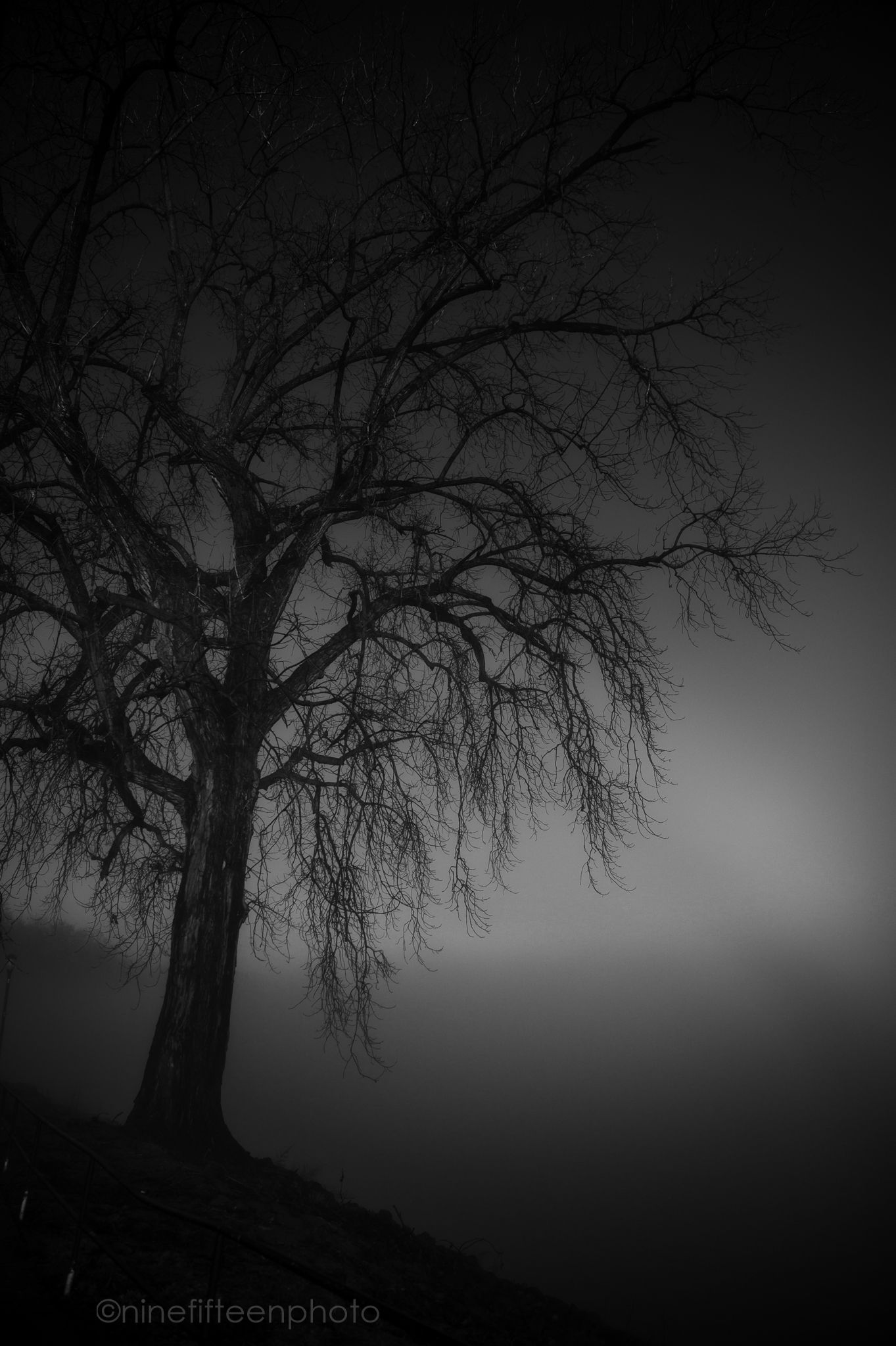 Eerie black and white photo of a bare tree silhouetted against foggy night sky, creating a haunting, moody atmosphere.