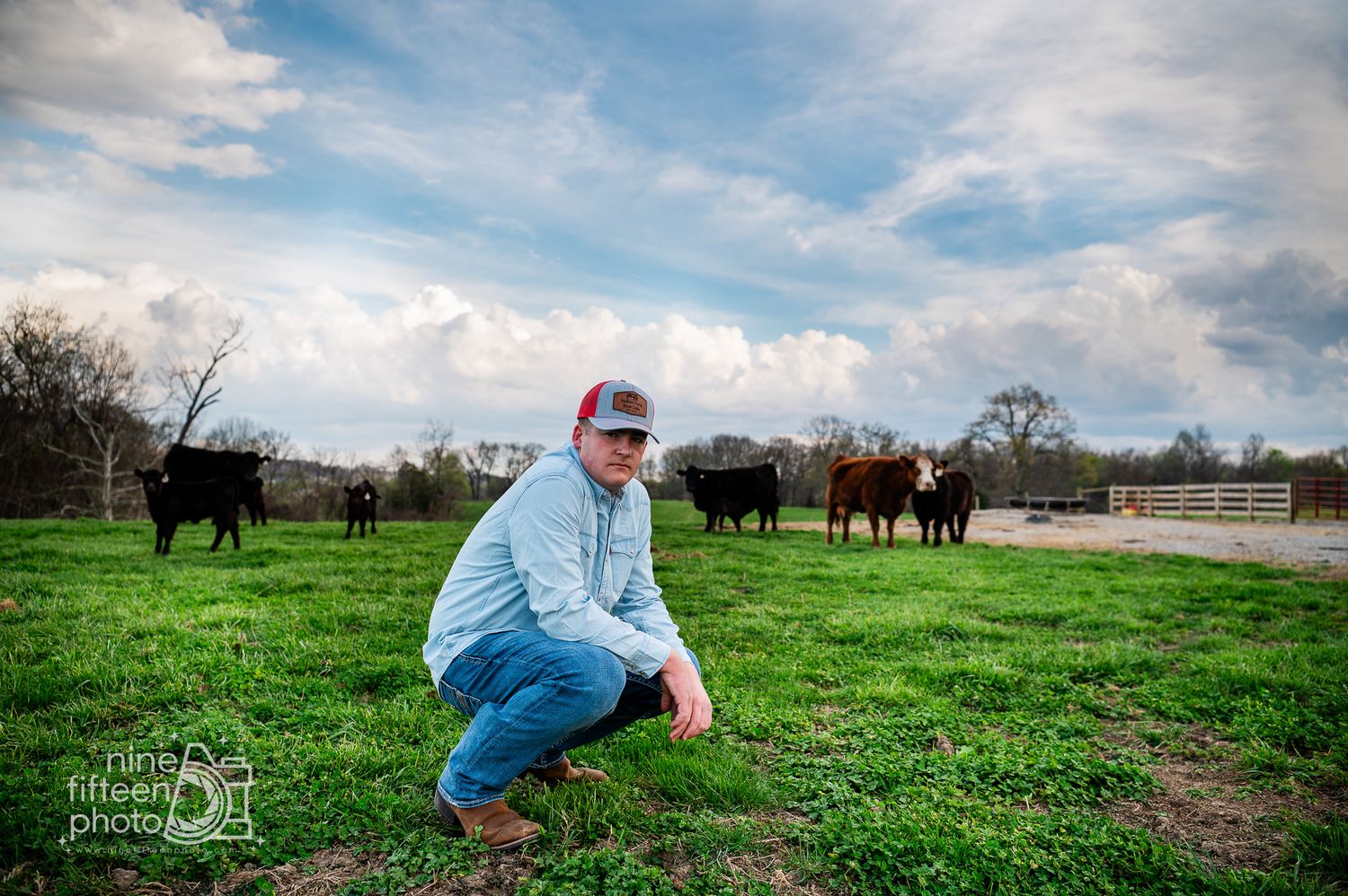 Farmer crouching in green pasture with black and brown cattle grazing behind him under a cloudy sky.