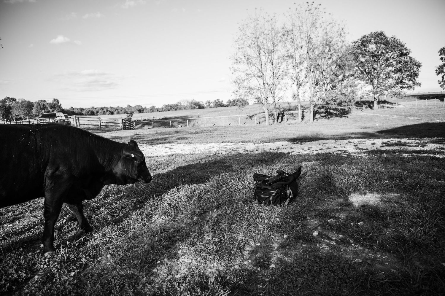Black and white family photo with cows on Kentucky farm in Guston by ninefifteenphoto