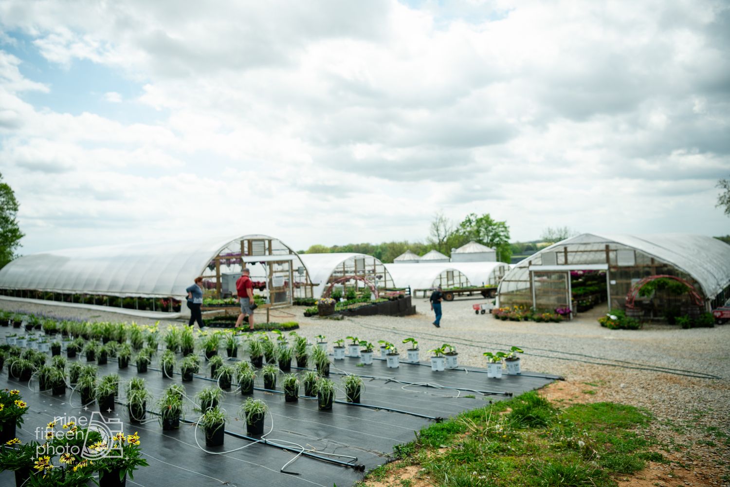 Rows of potted plants outside greenhouse tunnels at a farm nursery on a cloudy spring day.