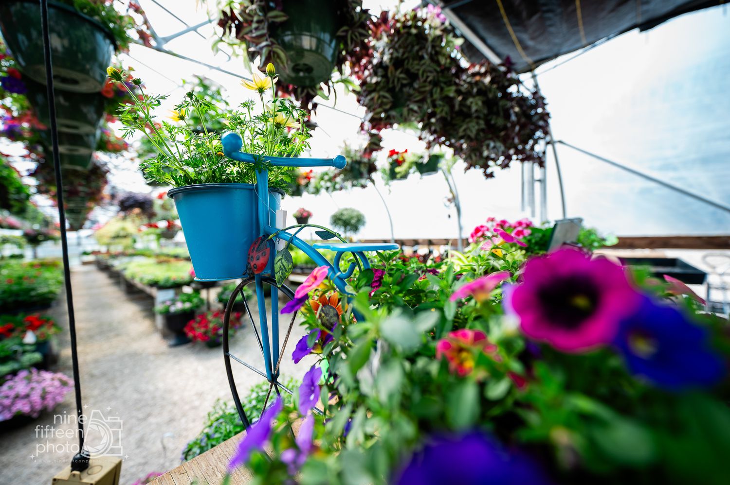 Blue bicycle decorated with flowers inside the greenhouse at Hardesty Farms & Greenhouses.