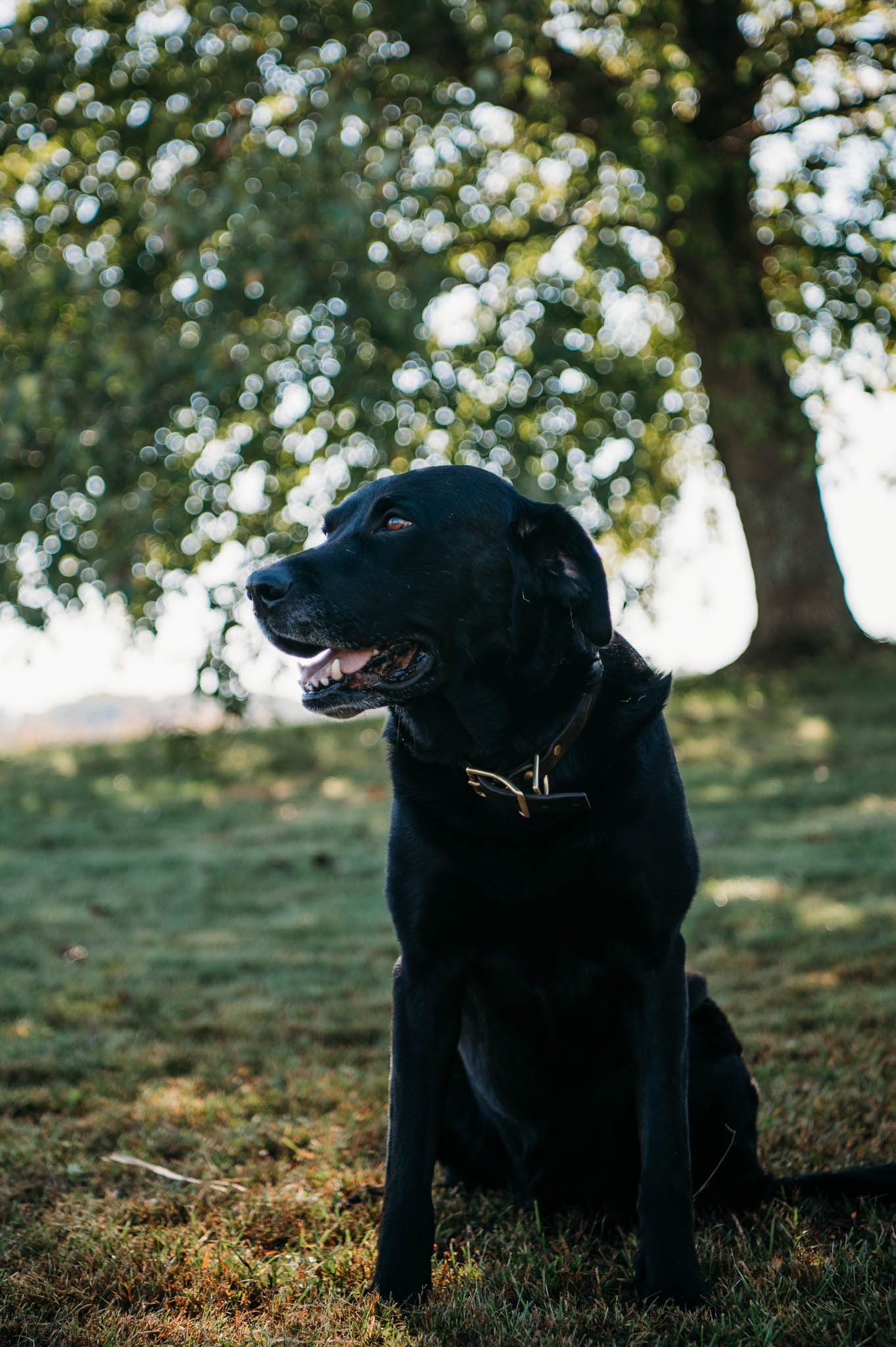 Black lab mix named Boomer sitting under a tree in soft afternoon light at a Brandenburg Kentucky family session.