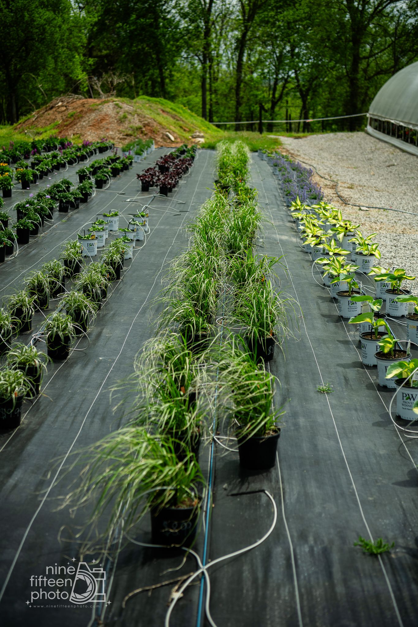 Rows of ornamental grasses and plants in black pots on weed barrier fabric at a plant nursery.