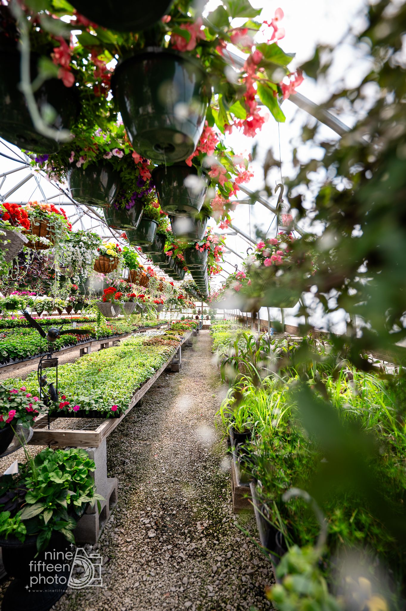 Long greenhouse canopy overhead inside Hardesty Farms filled with rows of vibrant hanging flower baskets.