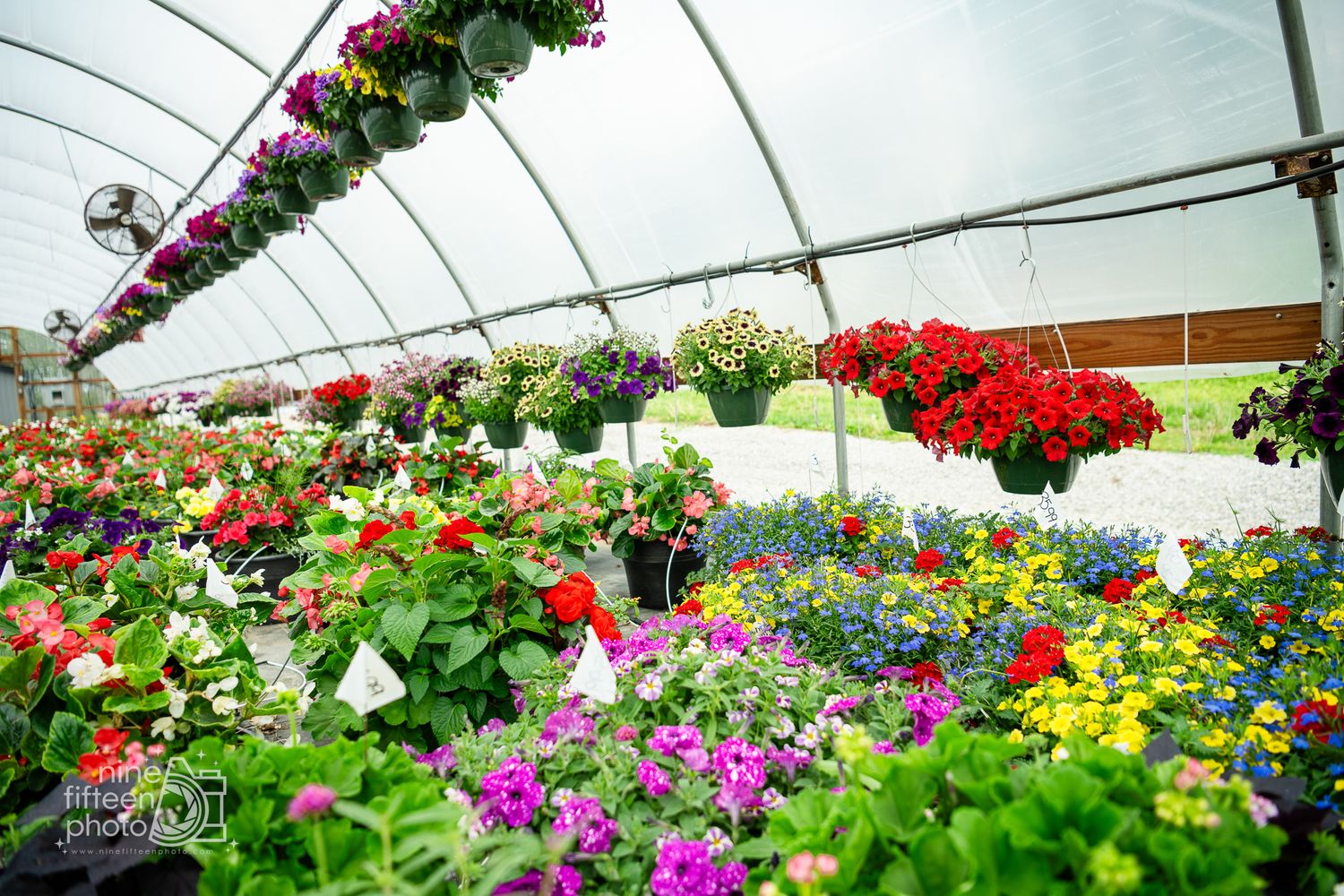 Vibrant greenhouse interior filled with colorful hanging baskets and potted flowers including red, pink, and yellow blooms.