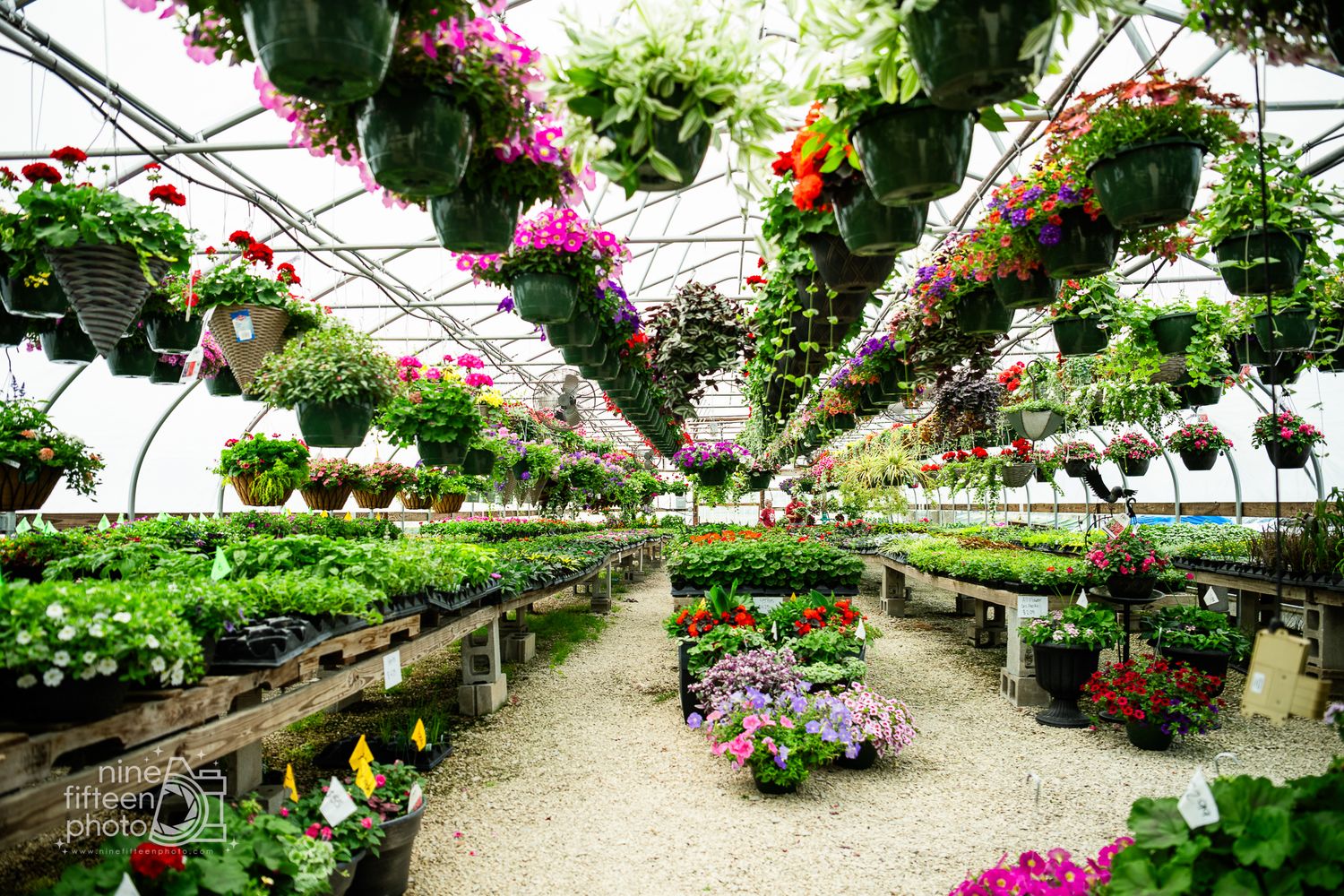 A large greenhouse interior filled with rows of colorful hanging flower baskets and potted plants for sale.