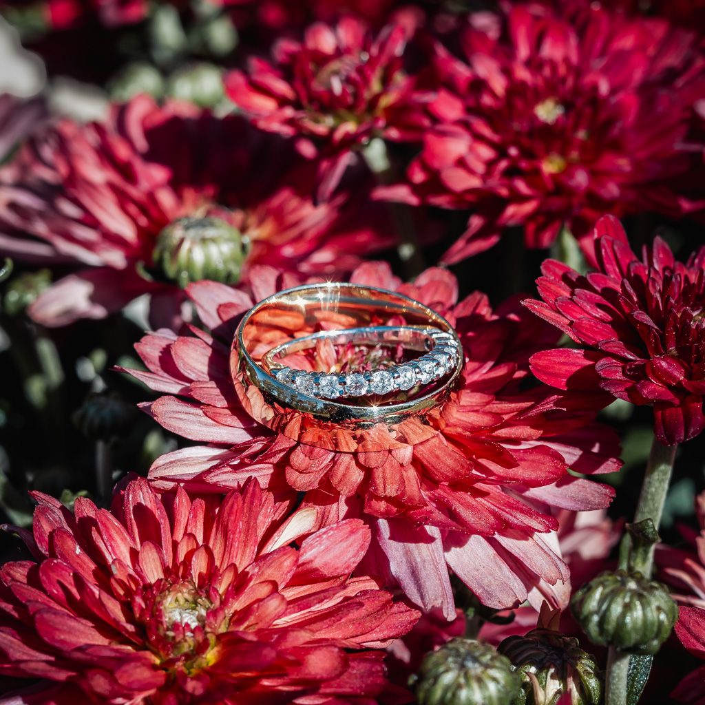 Diamond wedding band resting on vibrant red chrysanthemum flowers in sunlight.