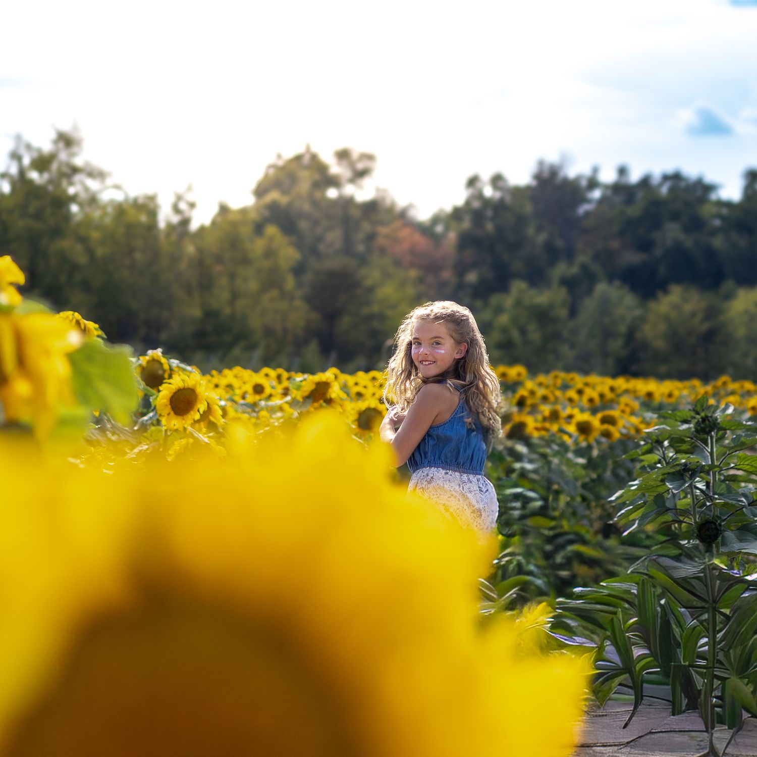 Young girl in blue dress standing among tall sunflowers in bright sunny sunflower field.
