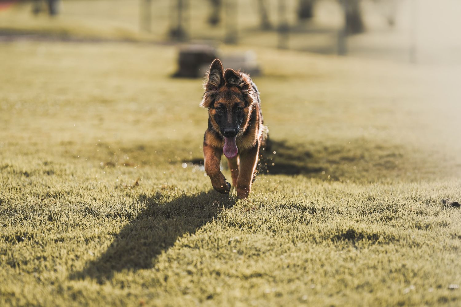 Fotografia mascota colombia verde perro