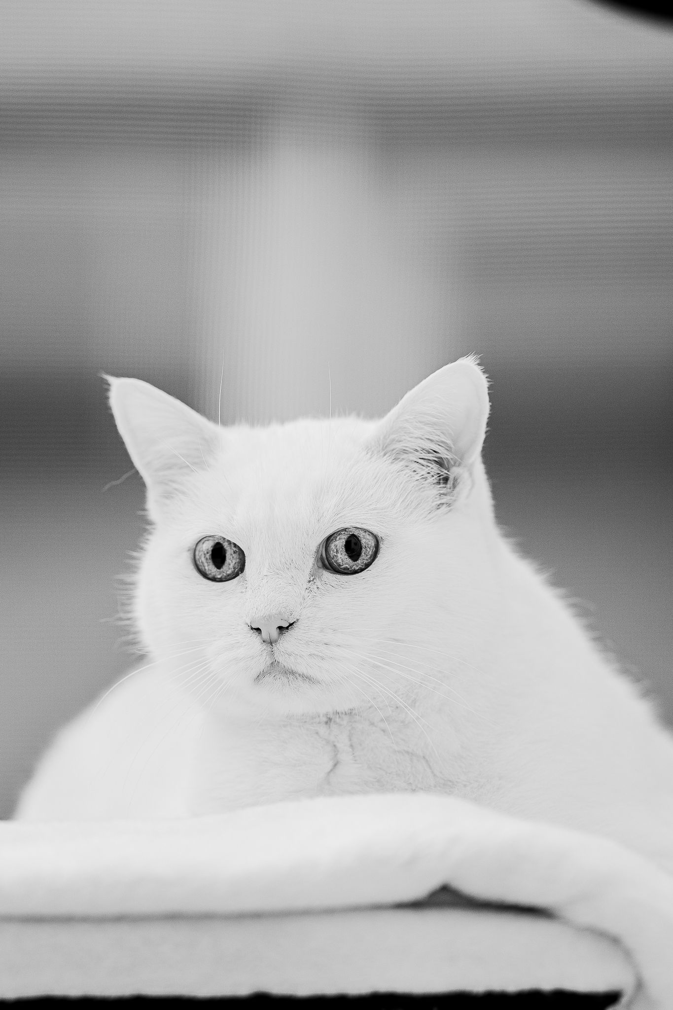 Fotografia mascota colombia verde gato blanco y negro