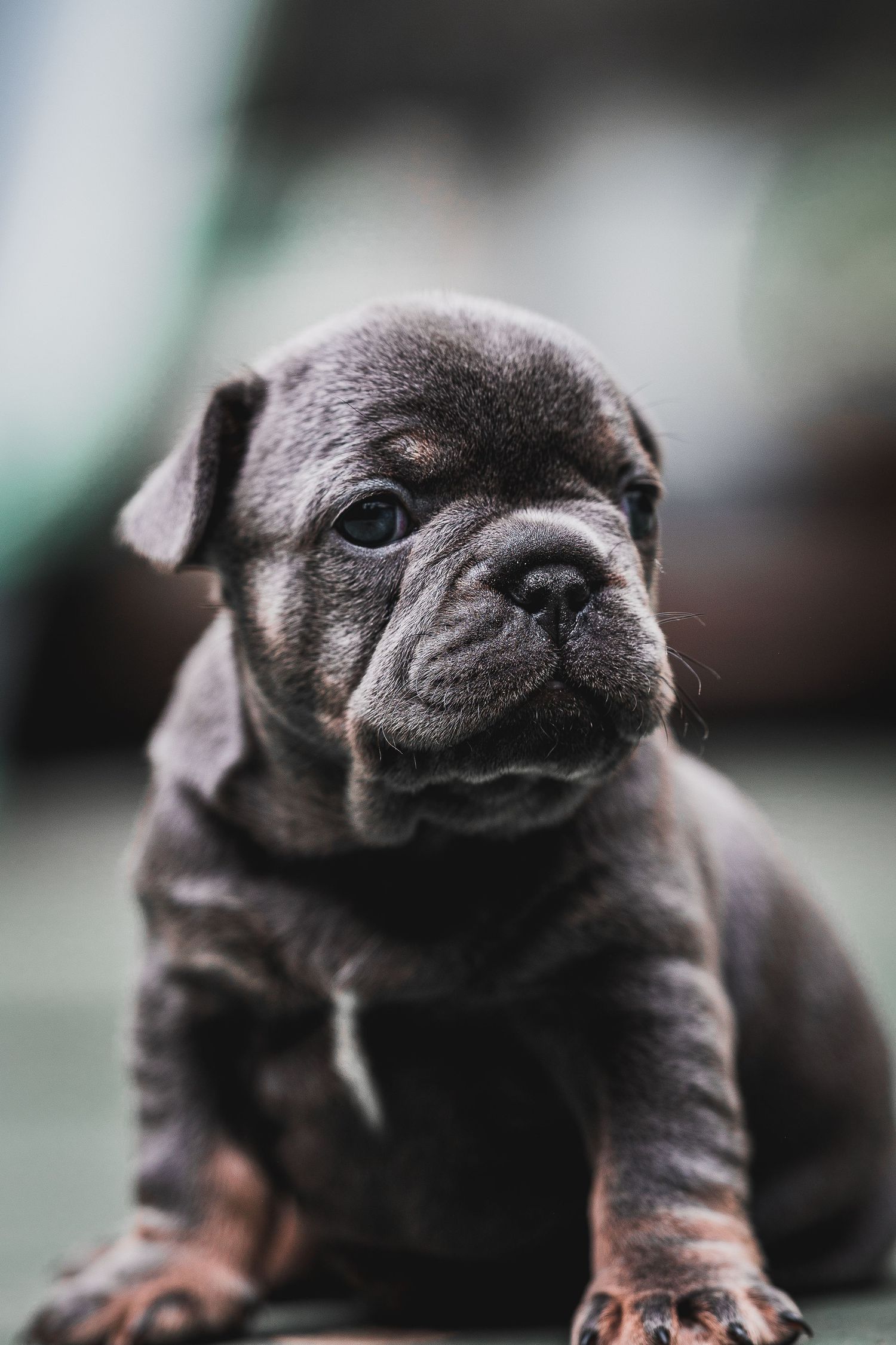 Fotografia mascota colombia verde perro