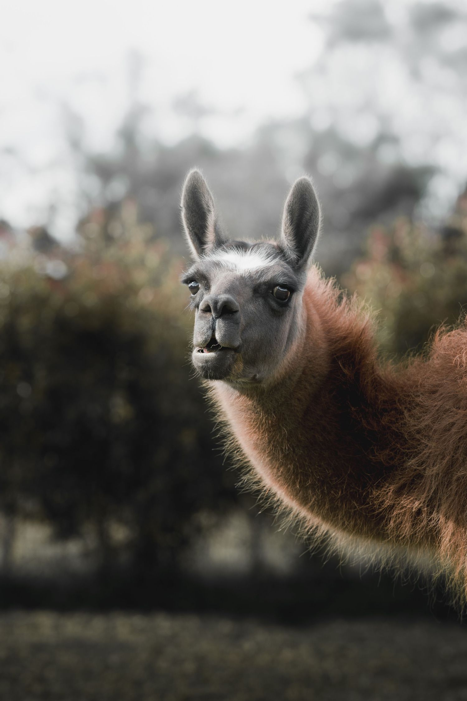 Fotografía animal viaje