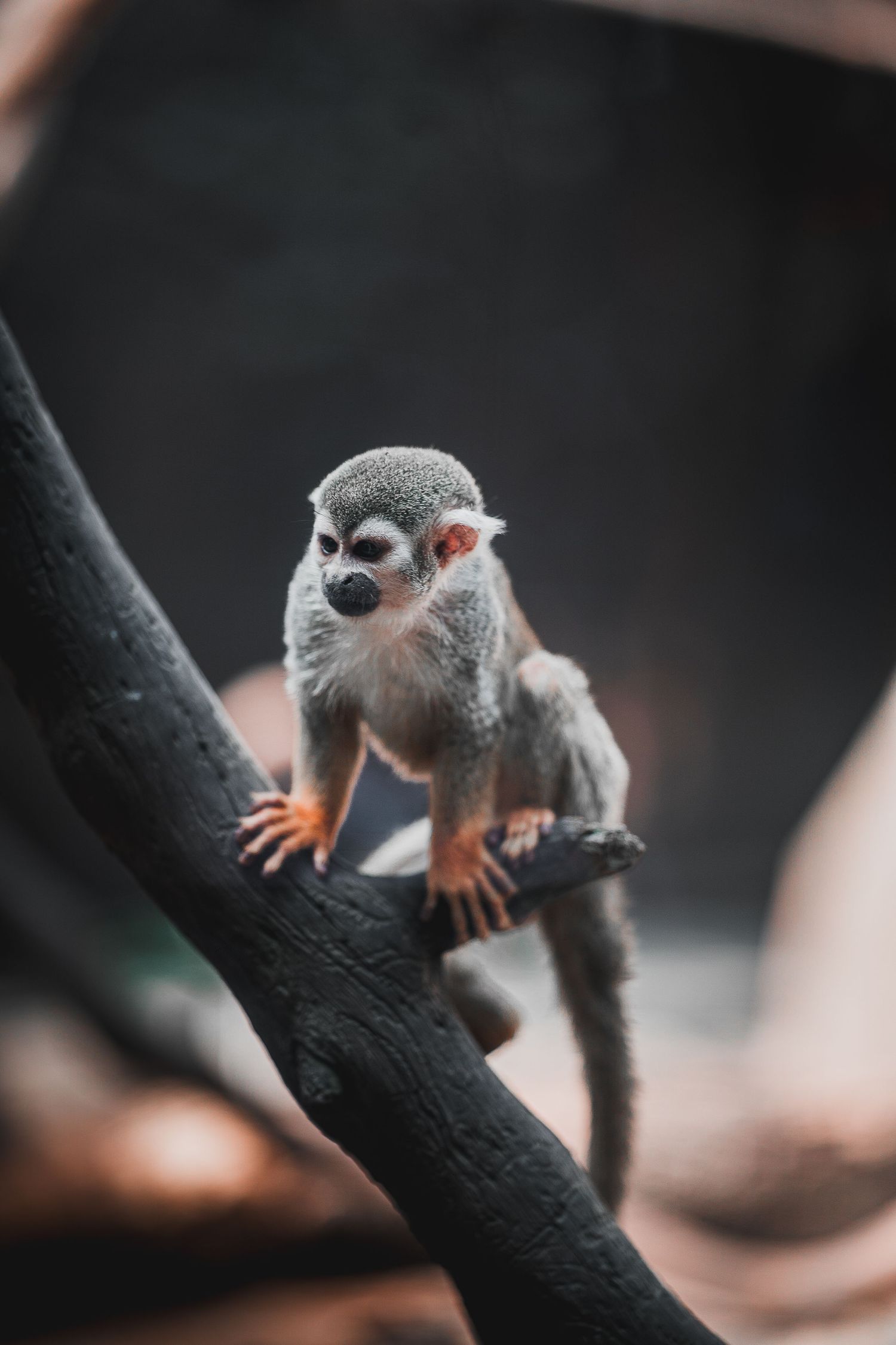 Fotografía animal viaje