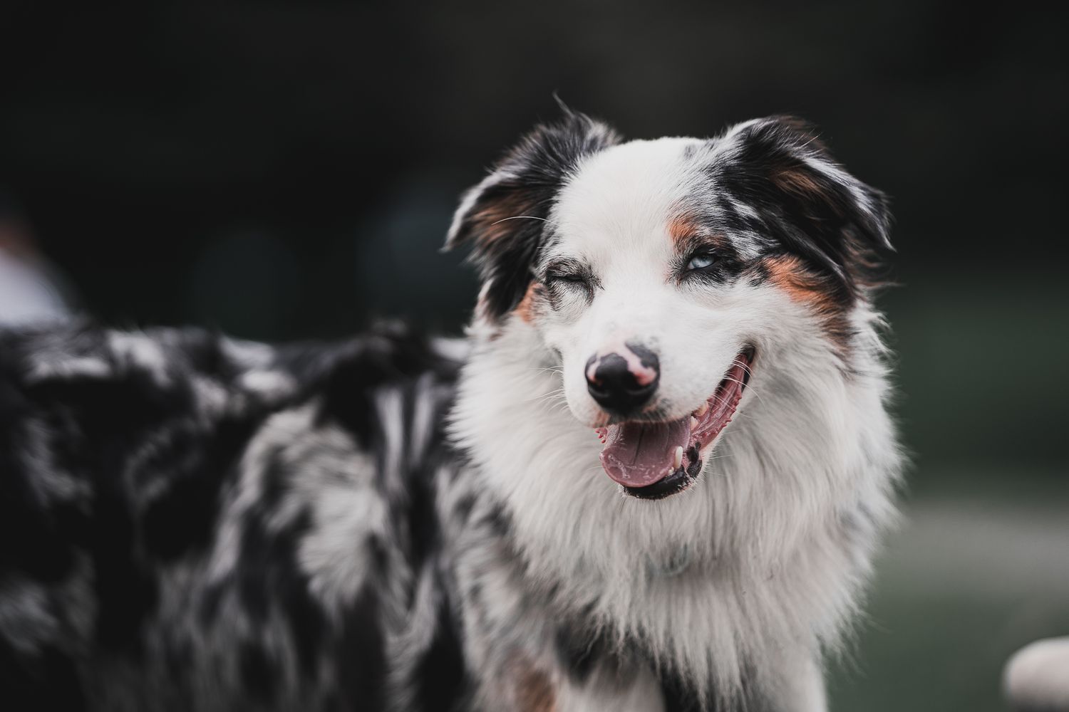 Fotografia mascota colombia verde perro