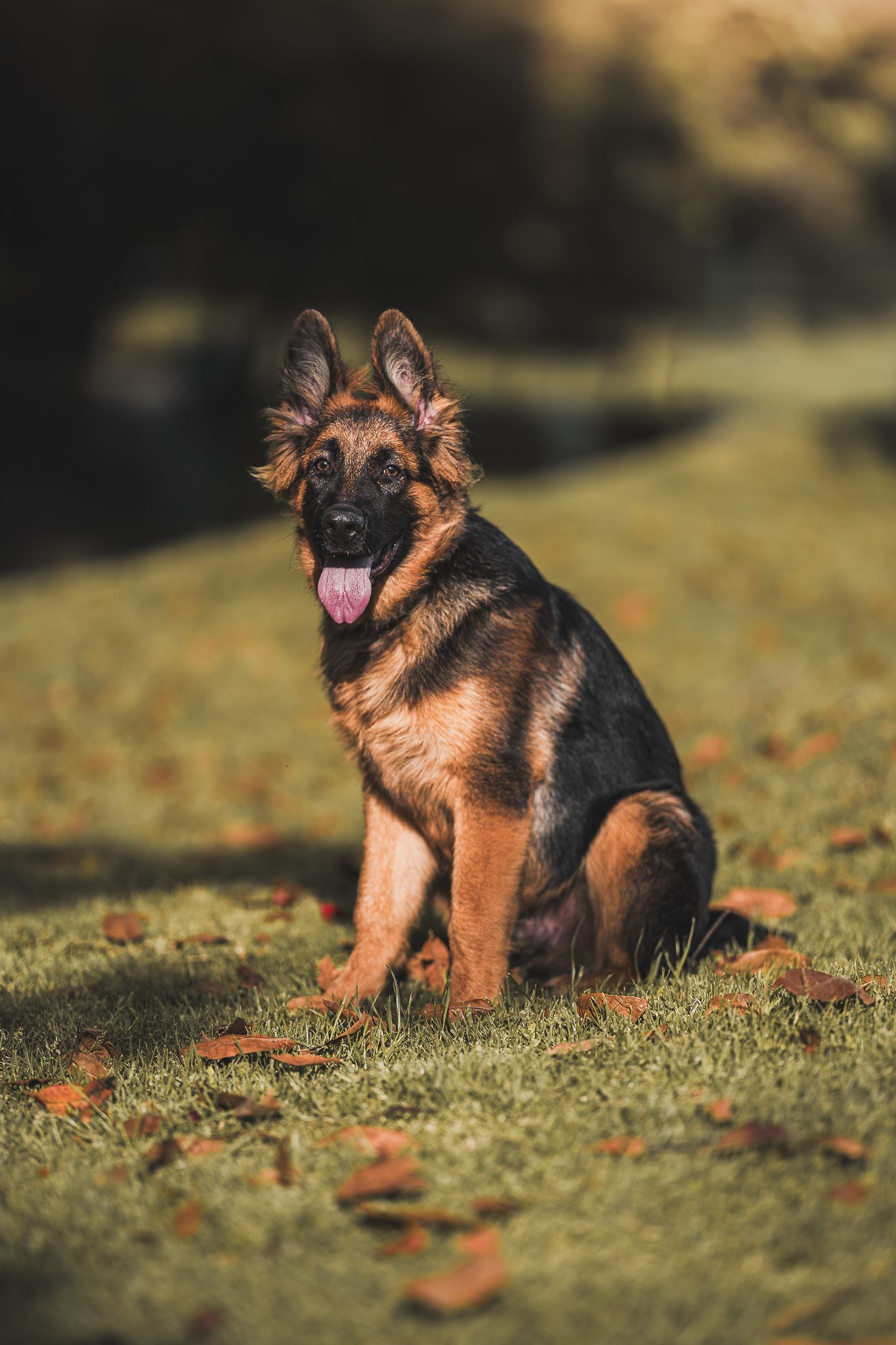Fotografia mascota colombia verde perro