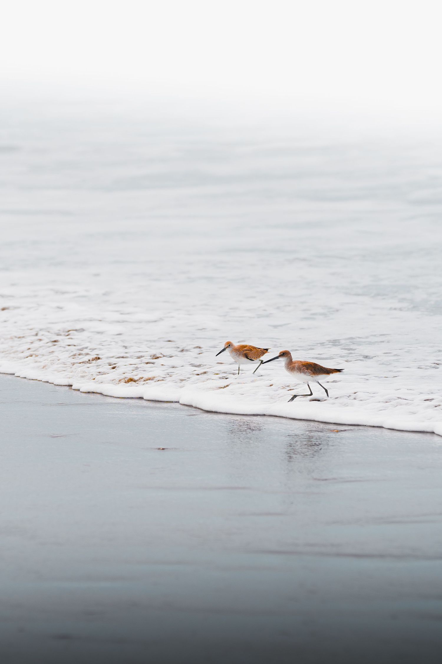 Fotografía viaje colombia verde paisaje olas playa oceano mar aves