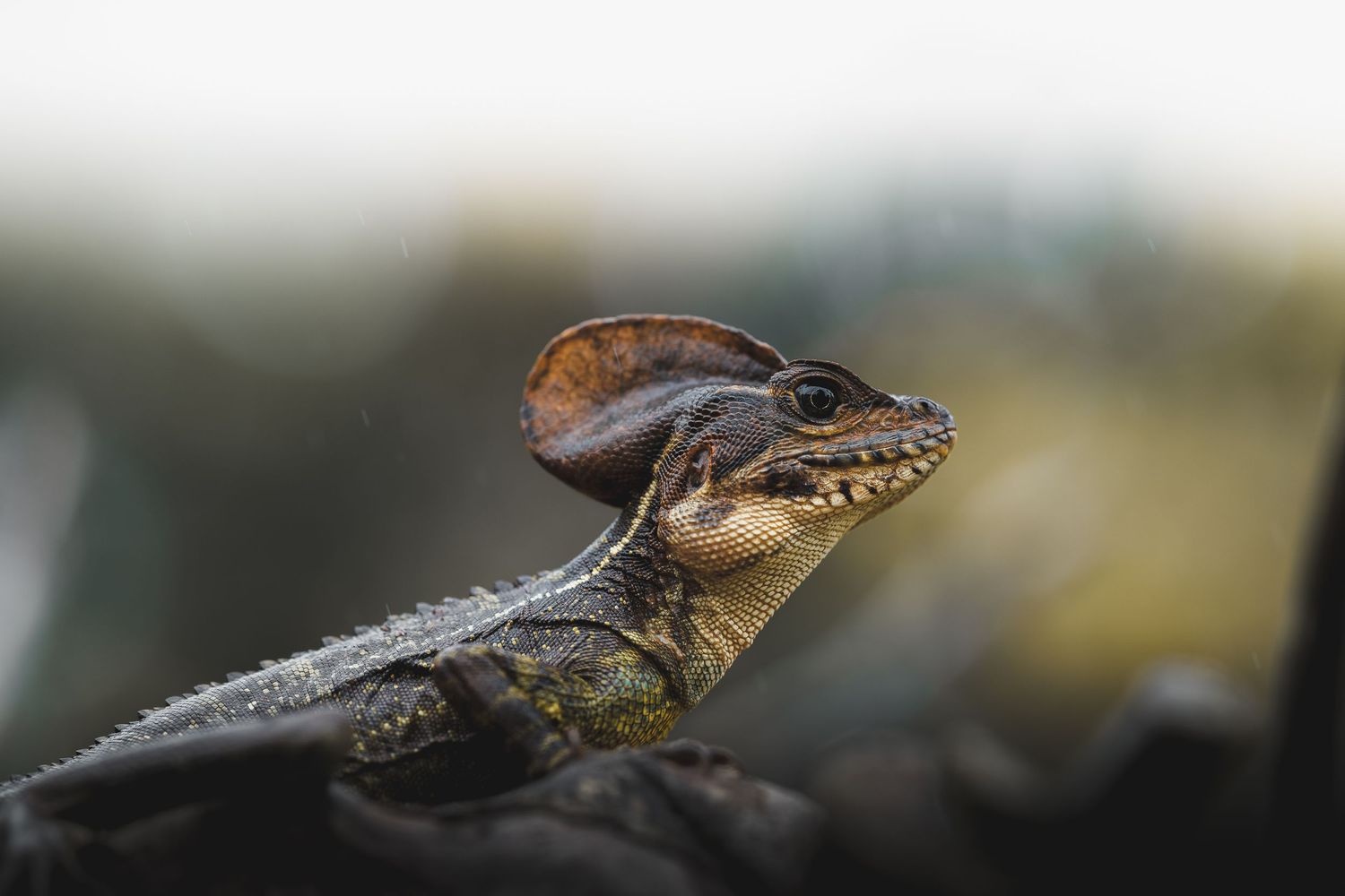 Fotografía viaje colombia verde paisaje reptil iguana biodiversidad