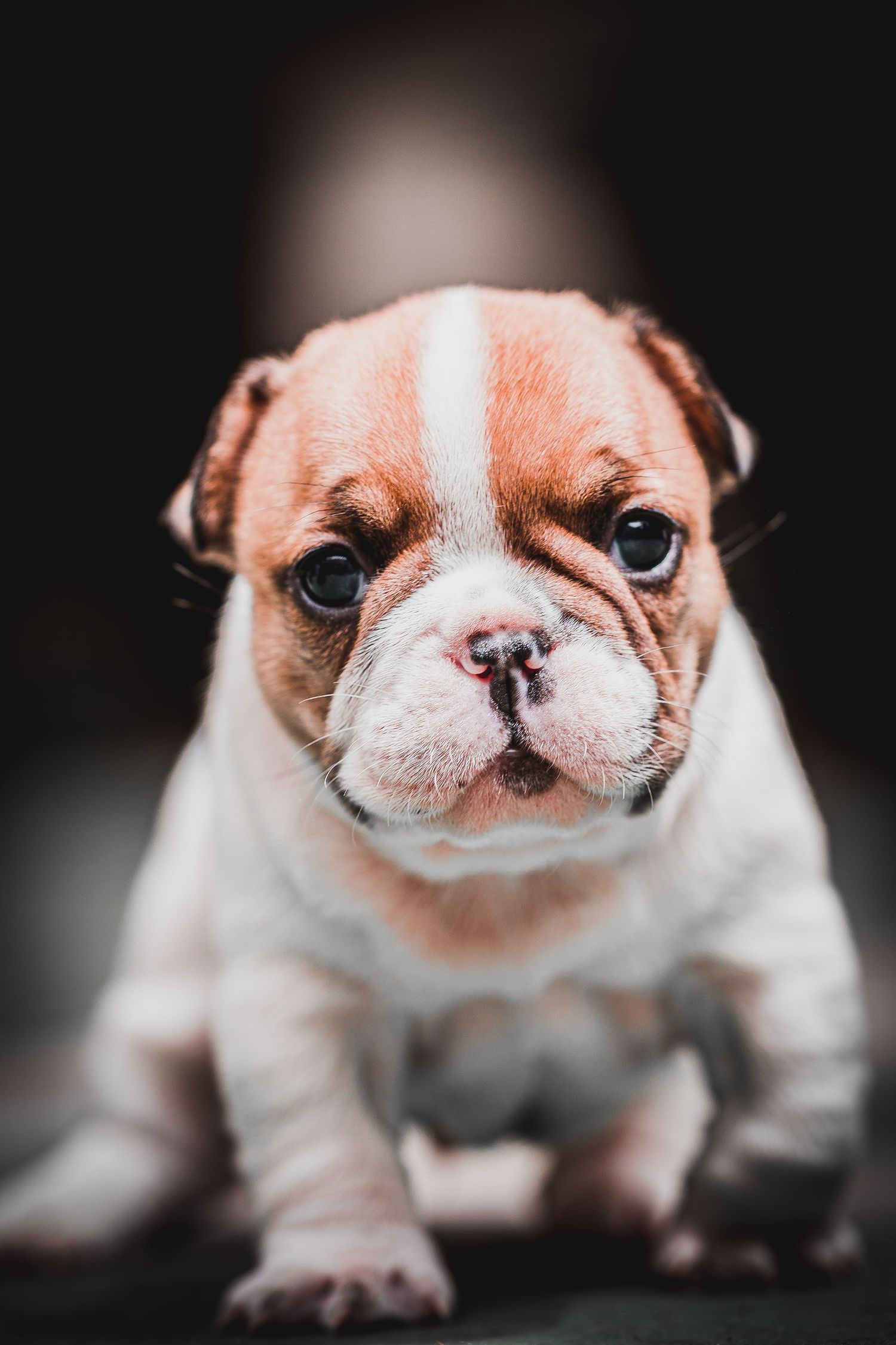 Fotografia mascota colombia verde perro