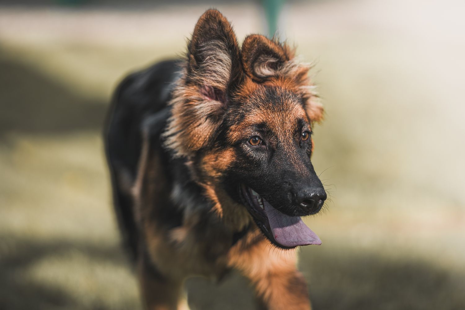 Fotografia mascota colombia verde perro