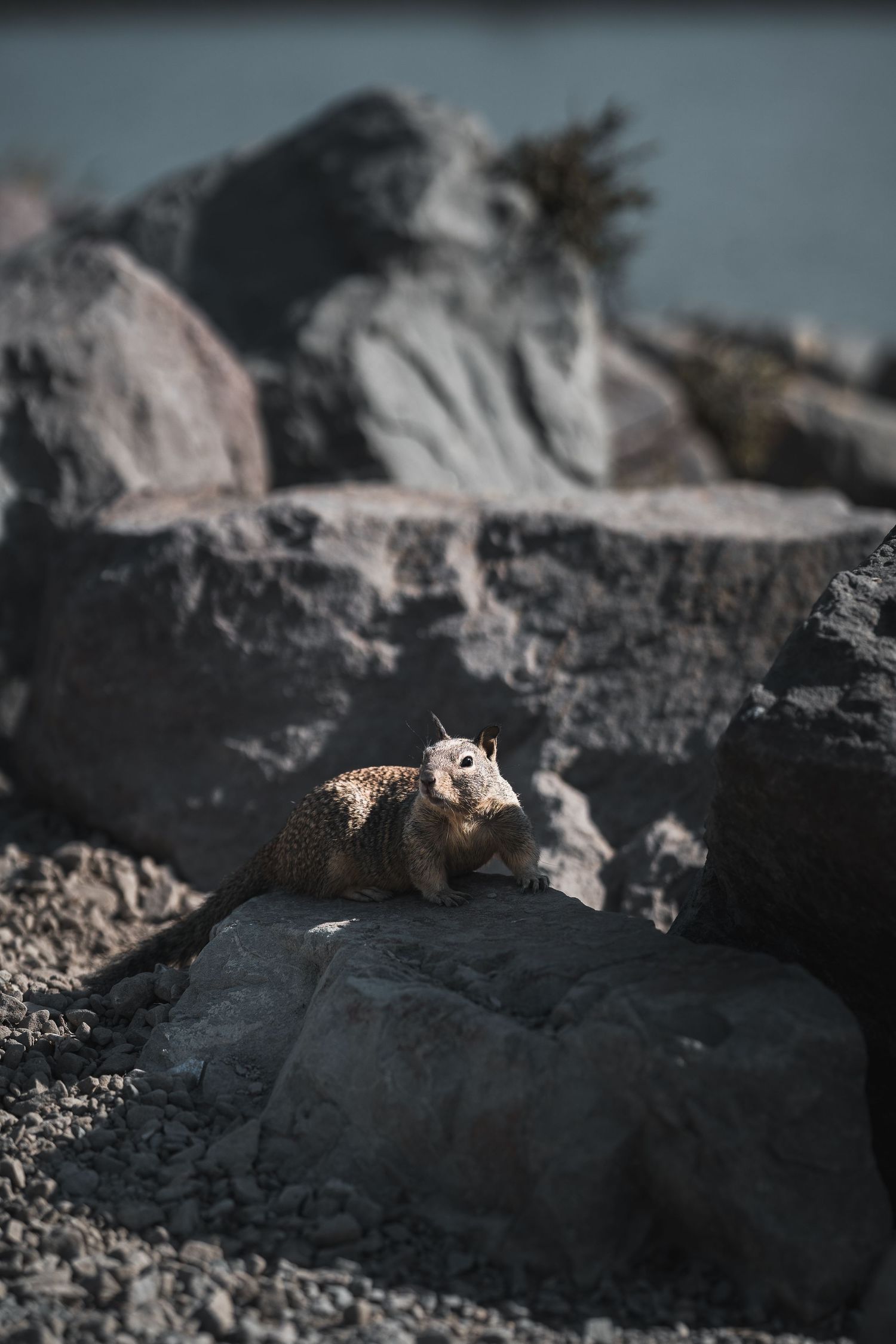 Fotografía Los Ángeles viaje animal